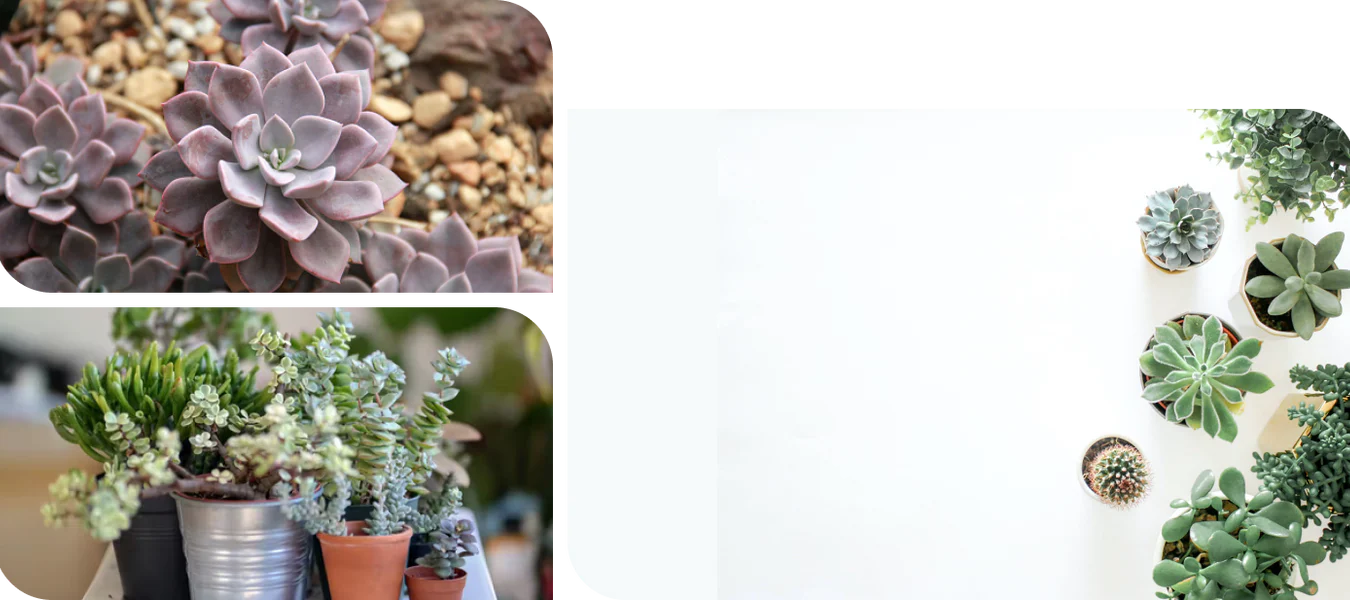 Fresh Herbs for Your Home