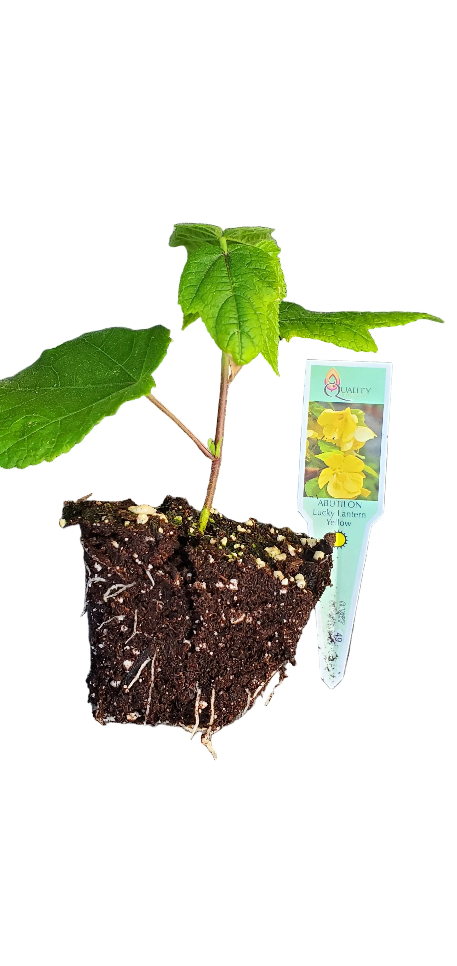 Abutilon Lucky Lantern Yellow - Image 2
