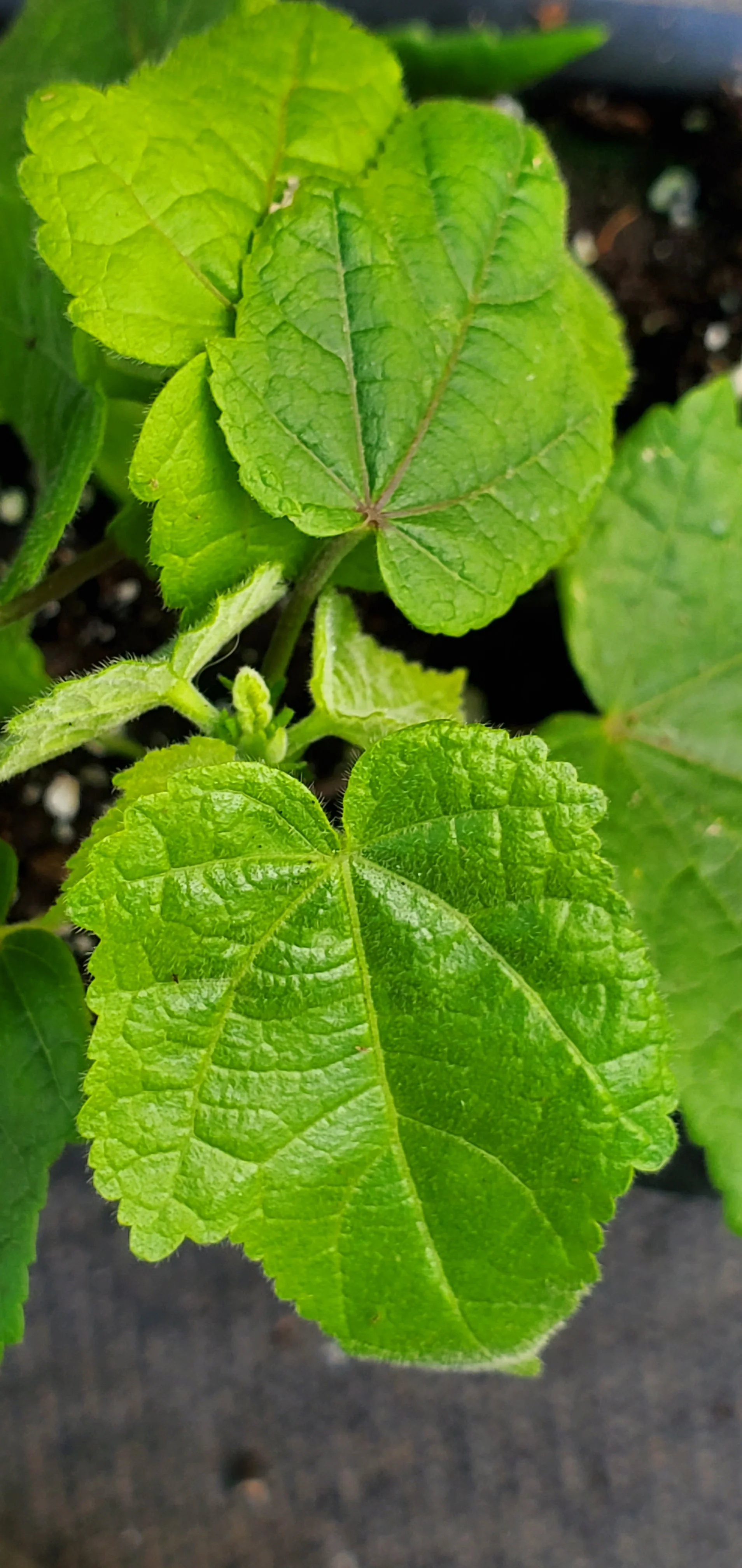 Abutilon Lucky Lantern Yellow - Image 3
