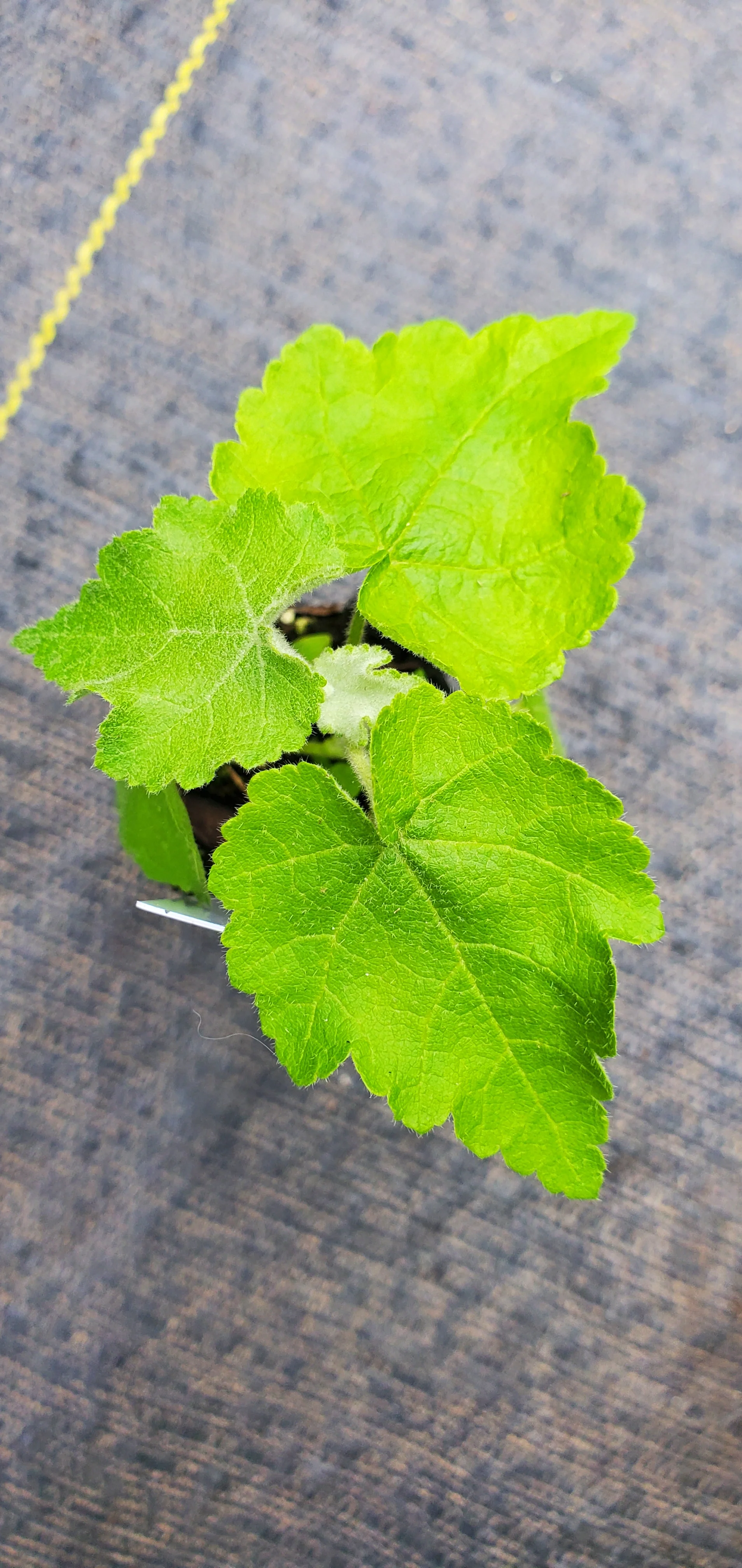 Abutilon Vitifolium