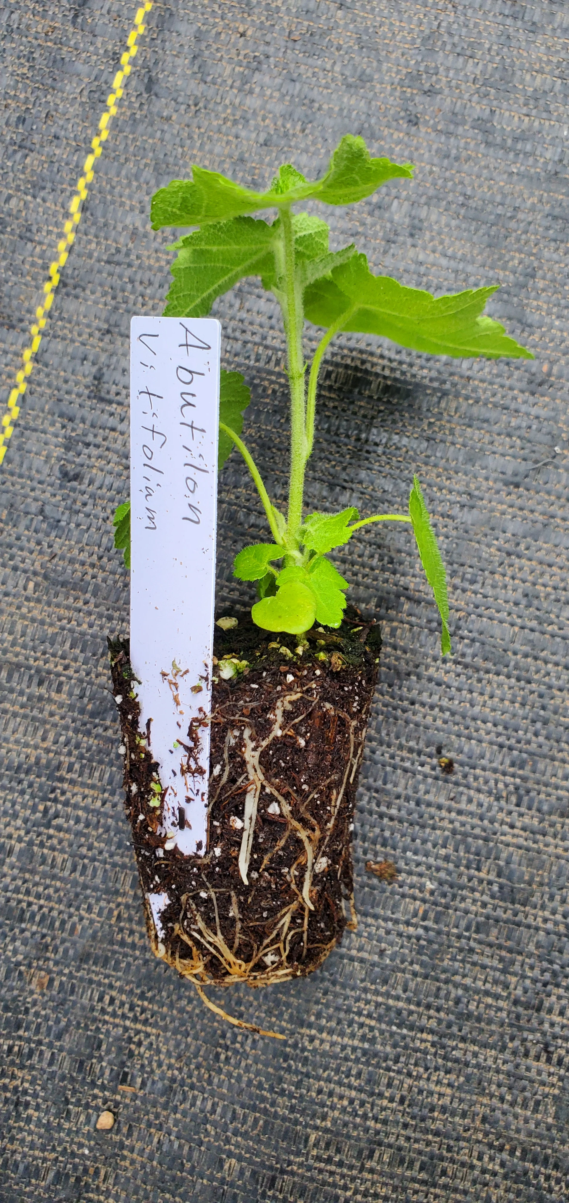 Abutilon Vitifolium - Image 2