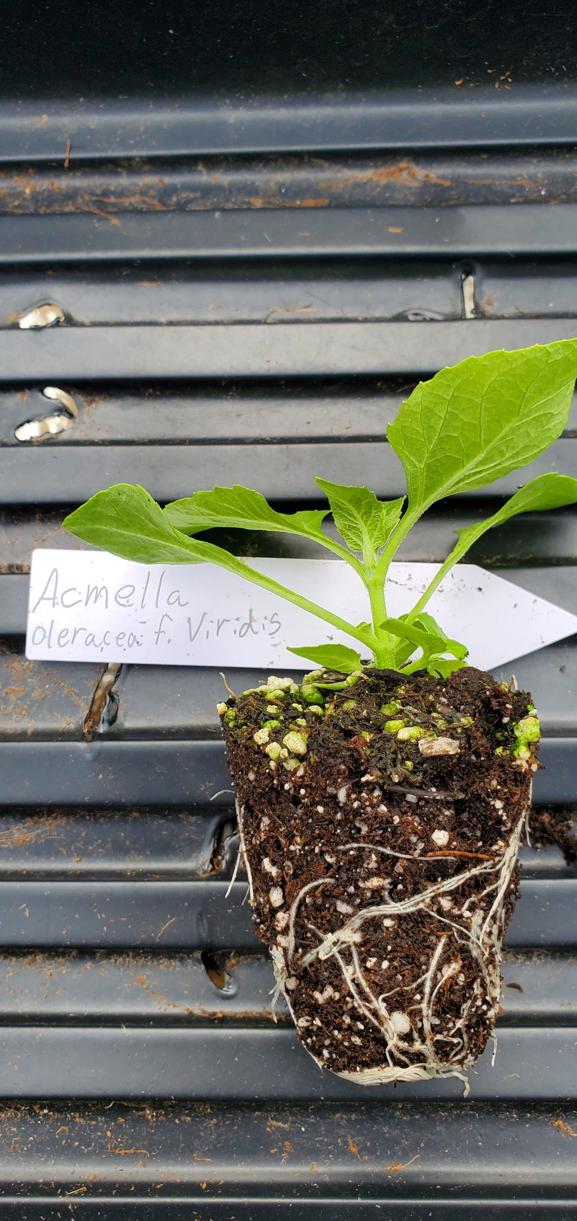 Acmella Oleracea - Image 2