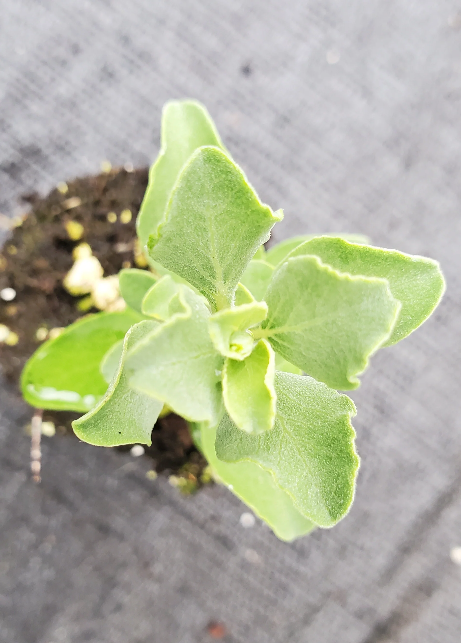 African Sage Salvia Aurea
