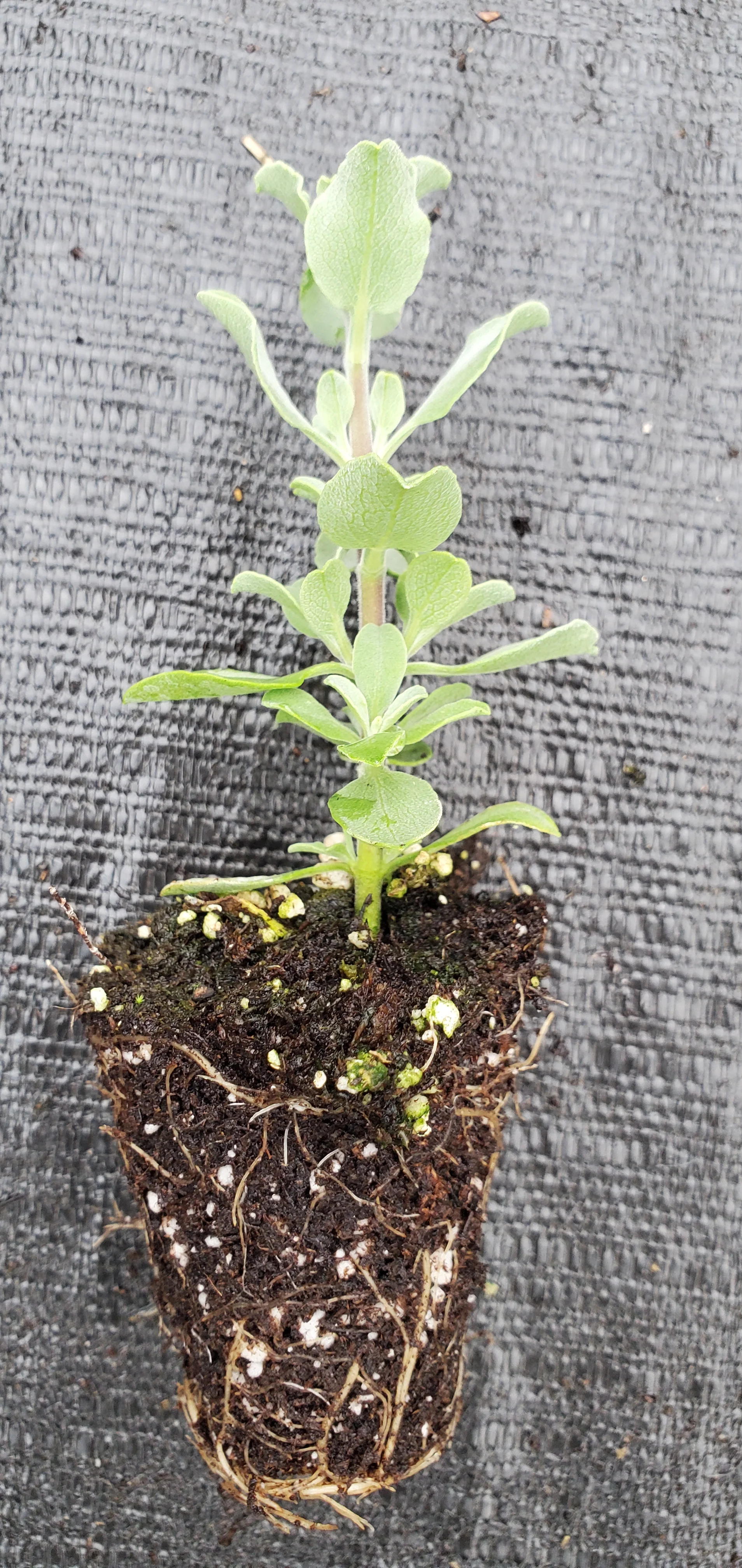African Sage Salvia Aurea - Image 2