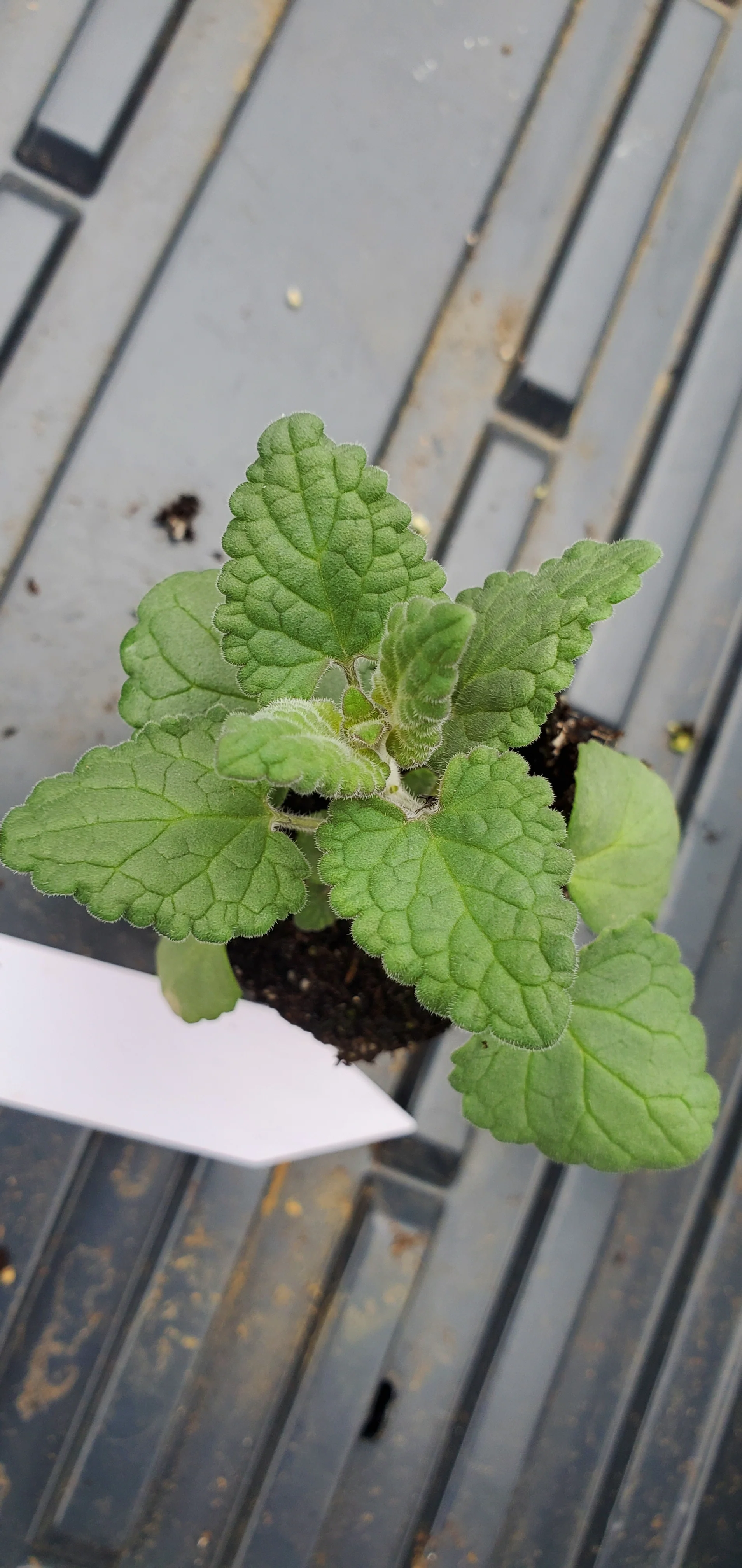 Agastache Arcado Pink