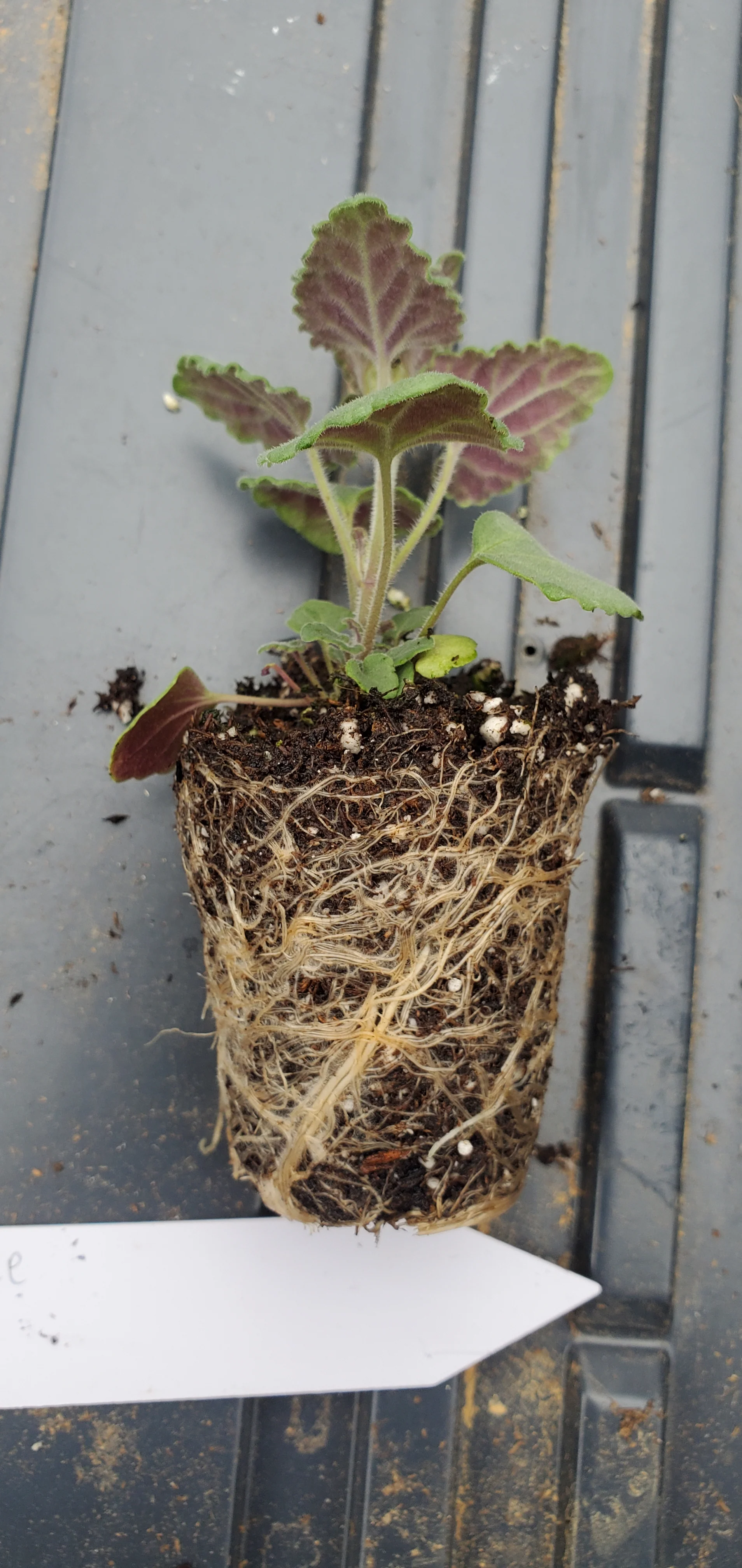 Agastache Arcado Pink - Image 2