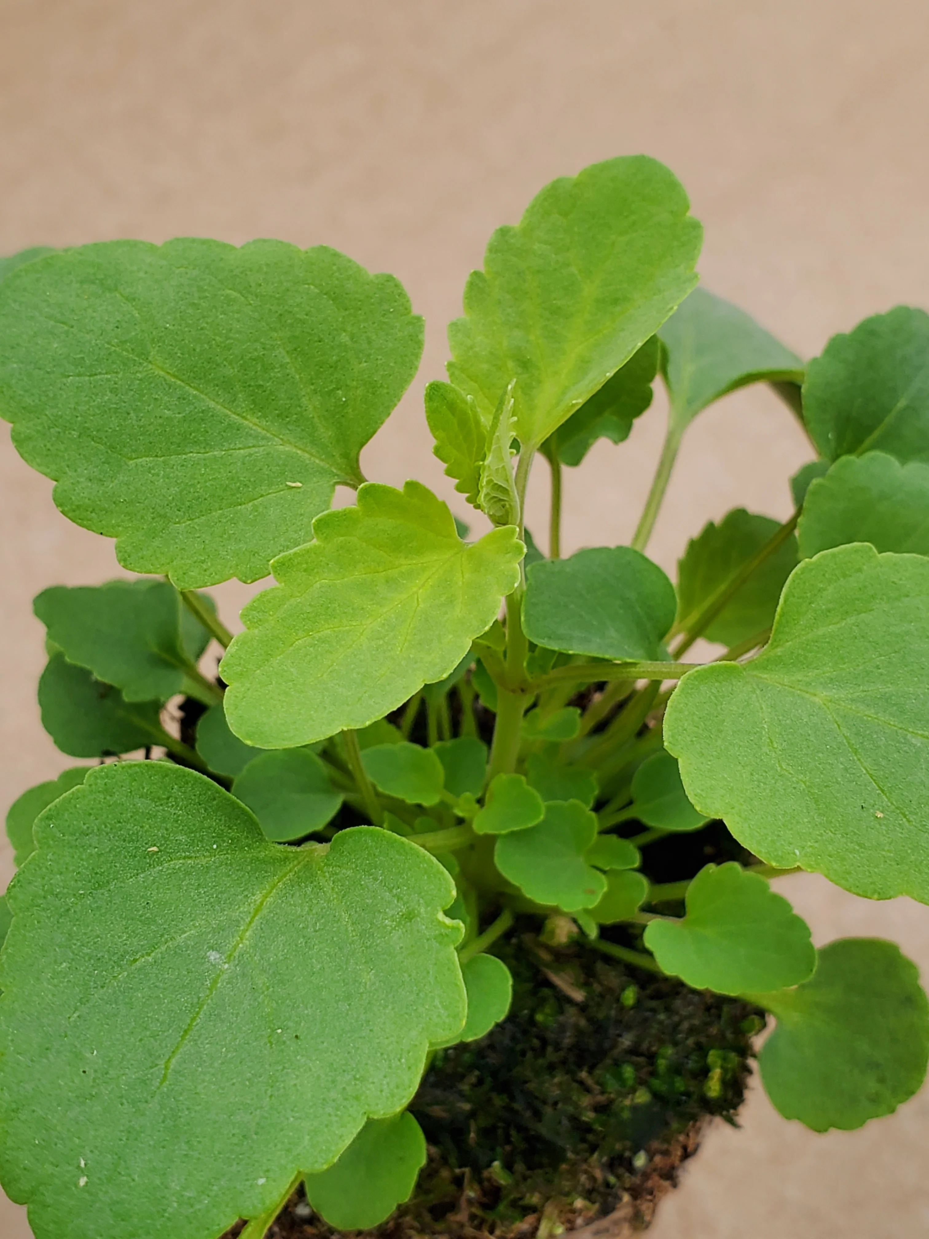 Agastache Arizona Sandstone - Image 2