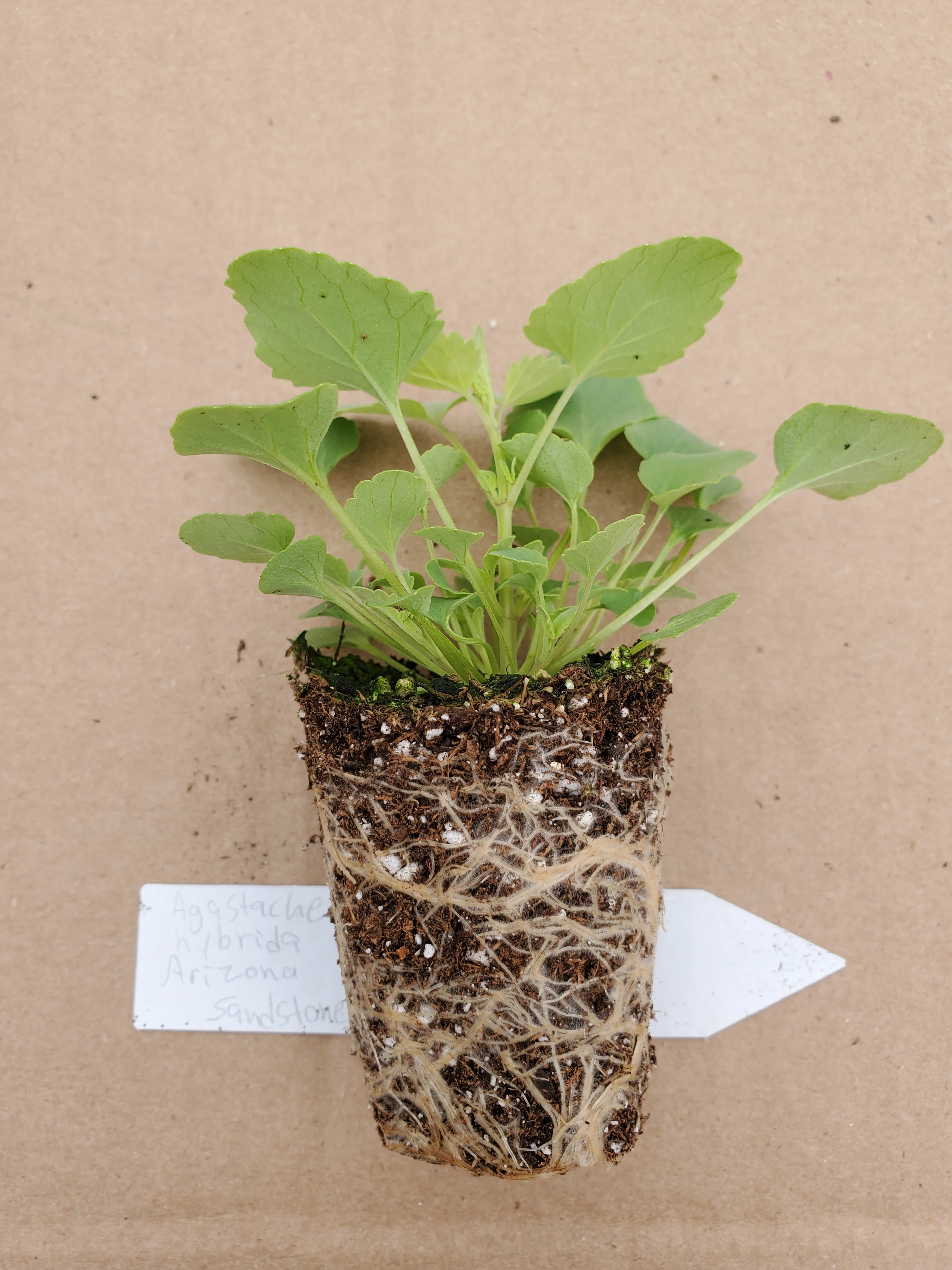 Agastache Arizona Sandstone - Image 3