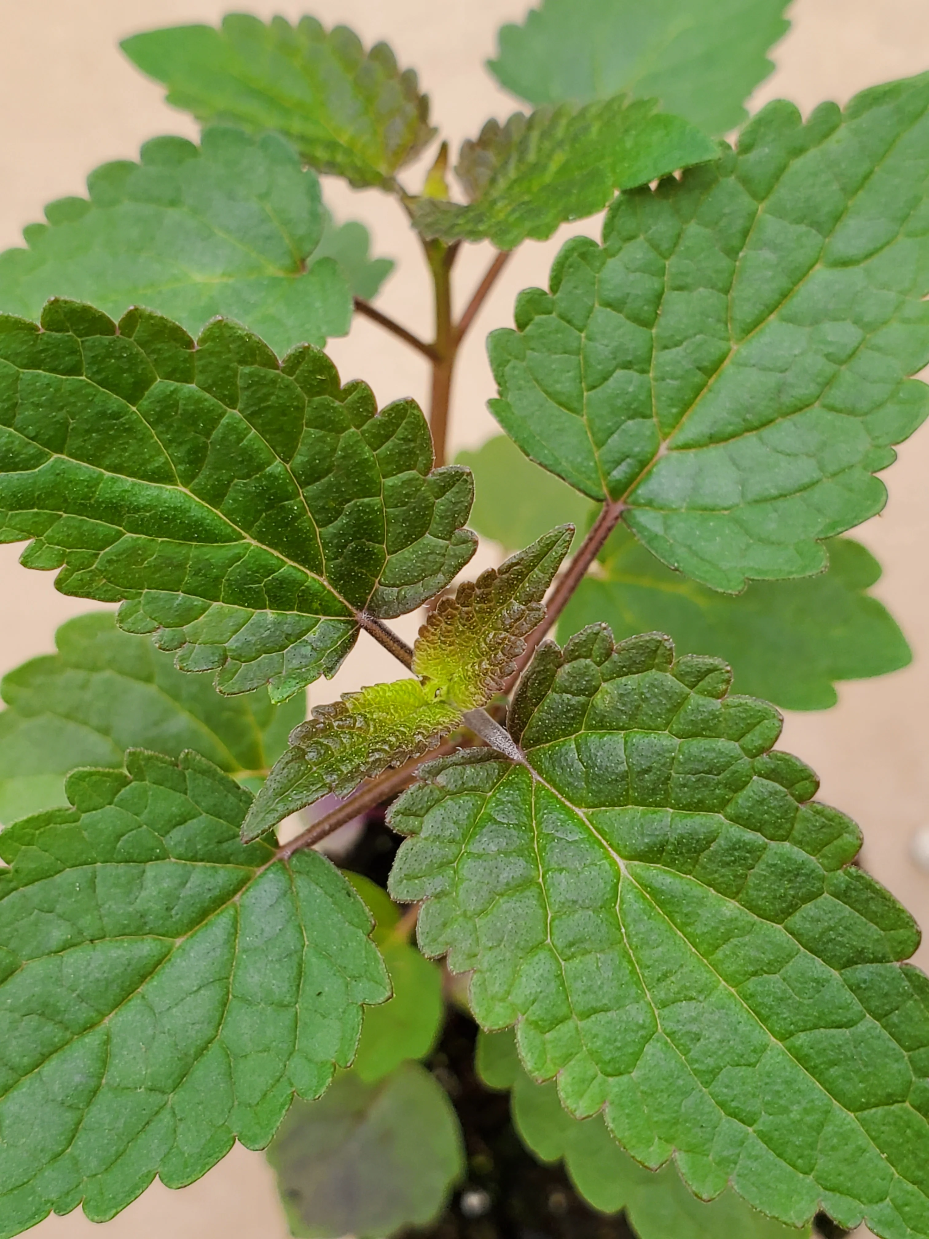 Agastache Astello Indigo