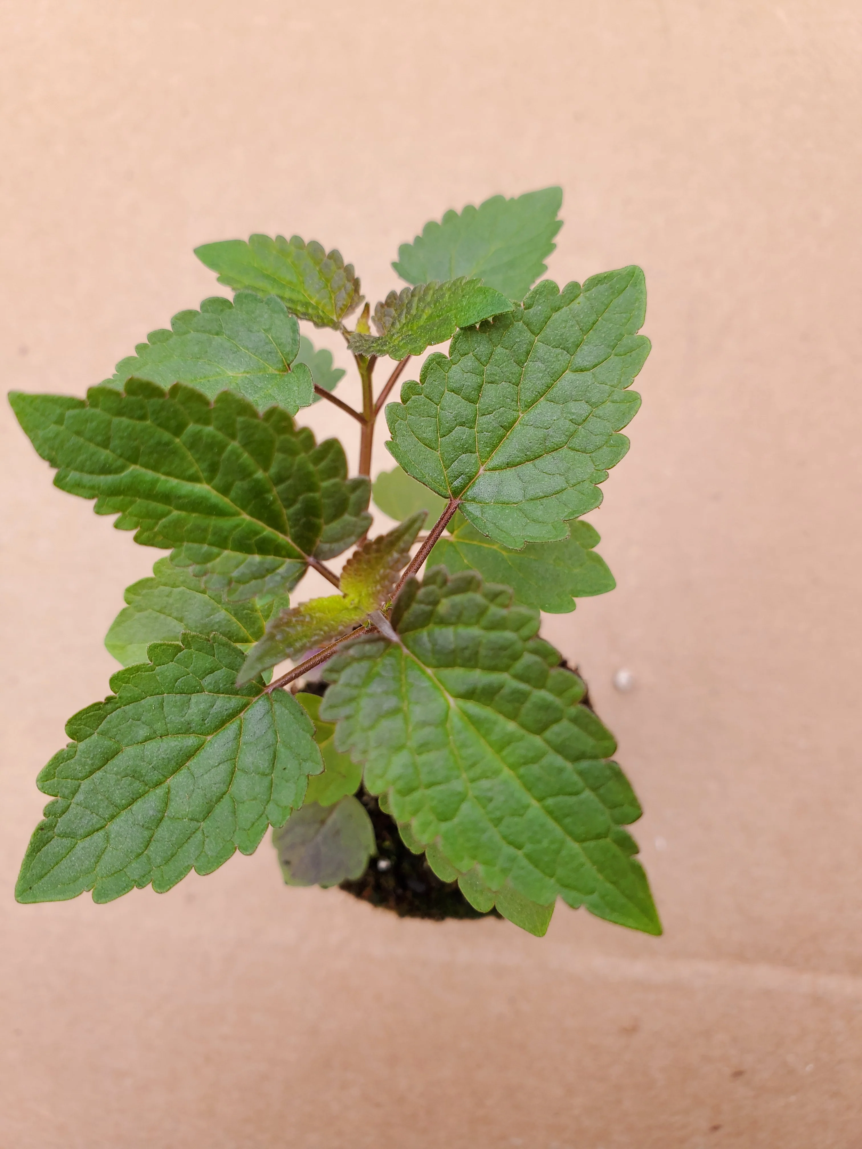 Agastache Astello Indigo - Image 2
