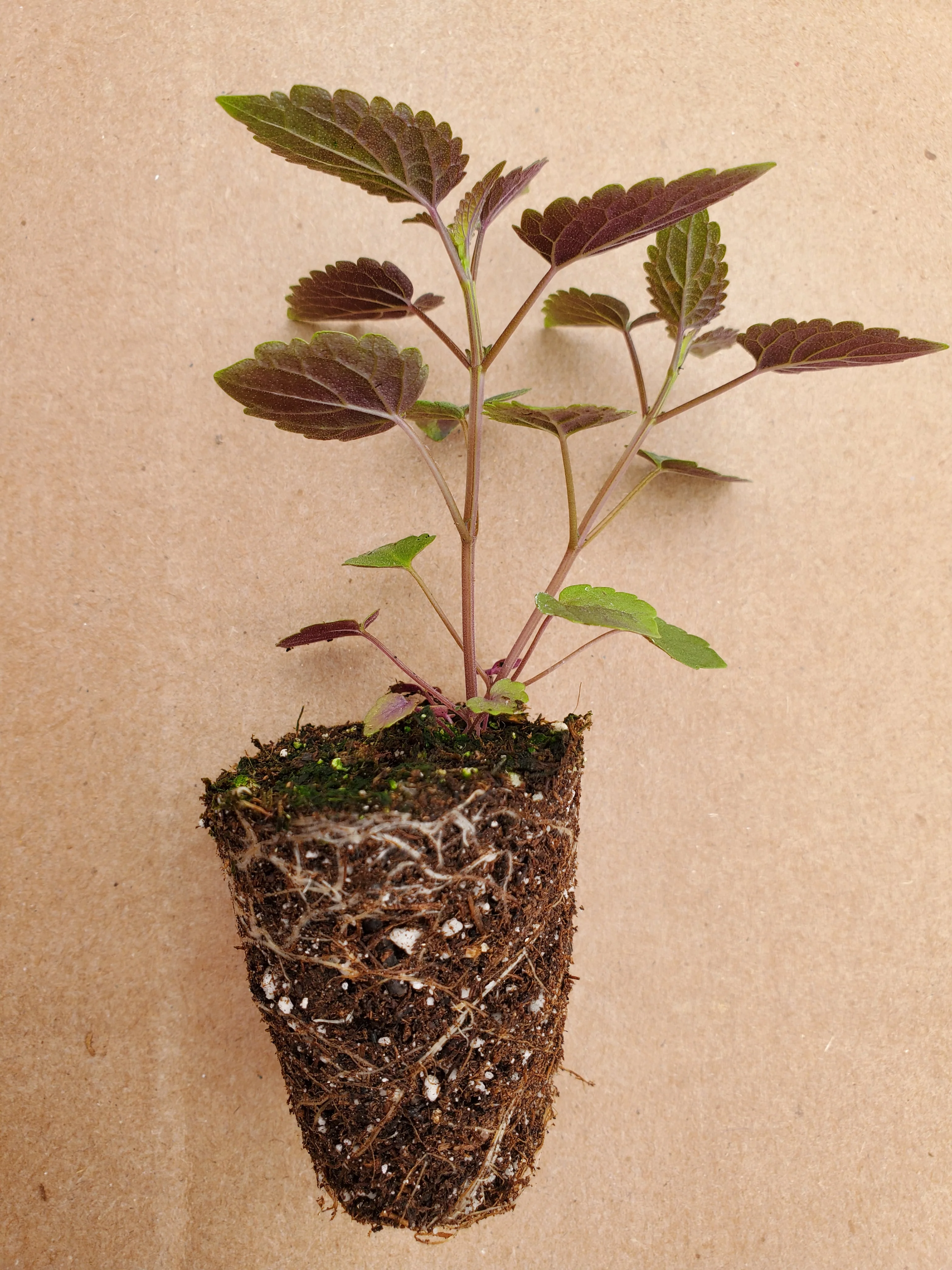 Agastache Astello Indigo - Image 3