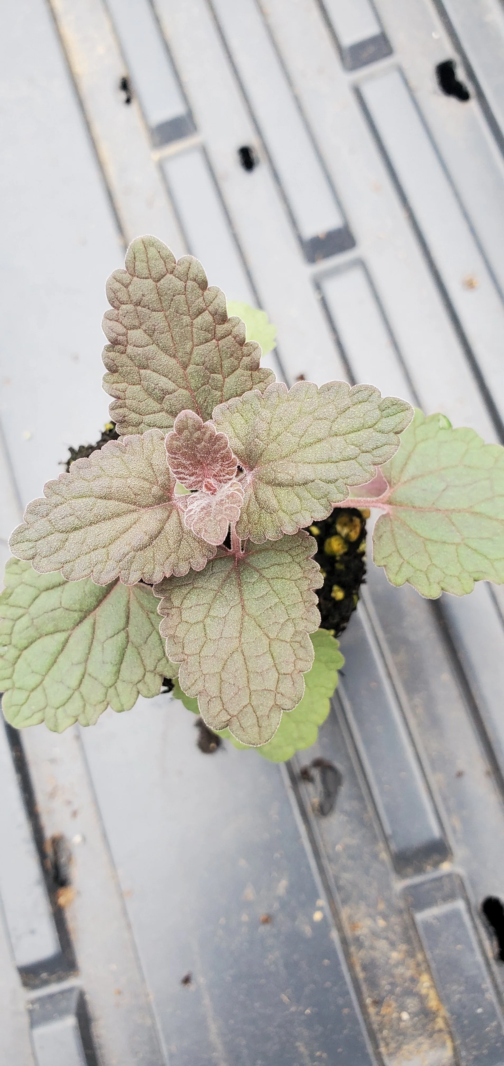 Agastache Bolero