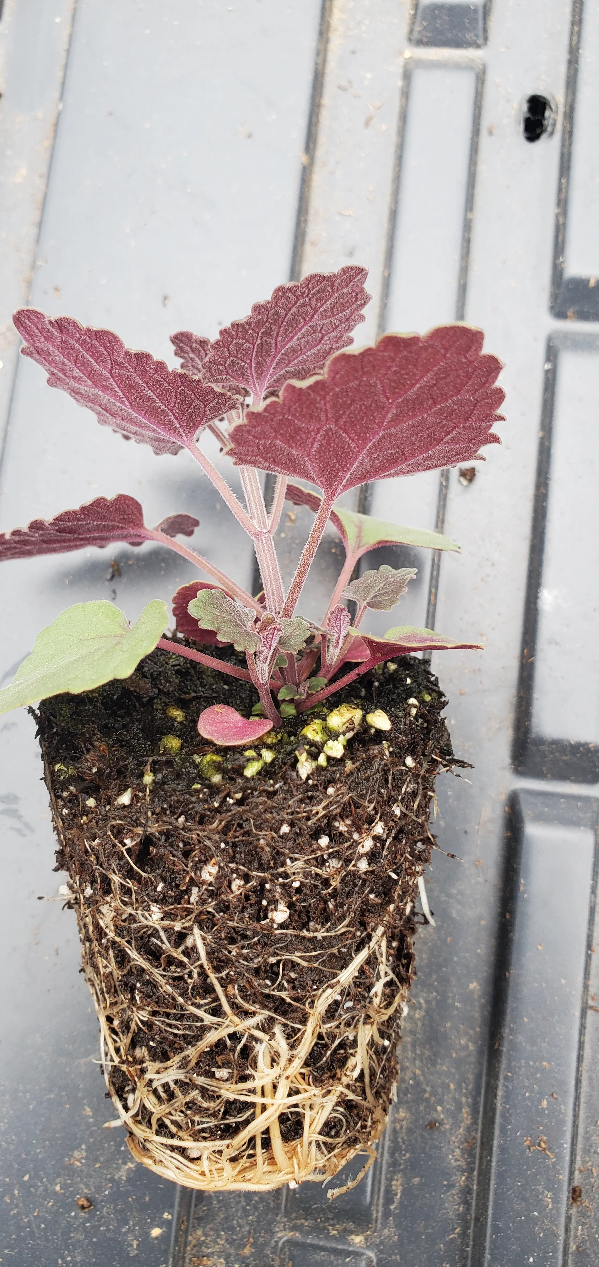 Agastache Bolero - Image 2