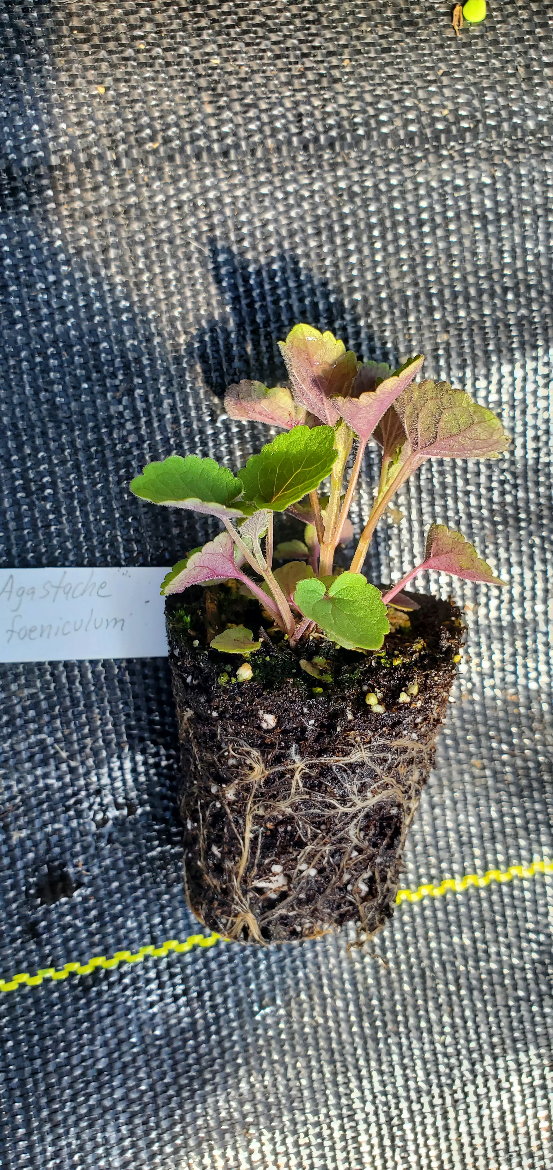 Agastache foeniculum - Image 2