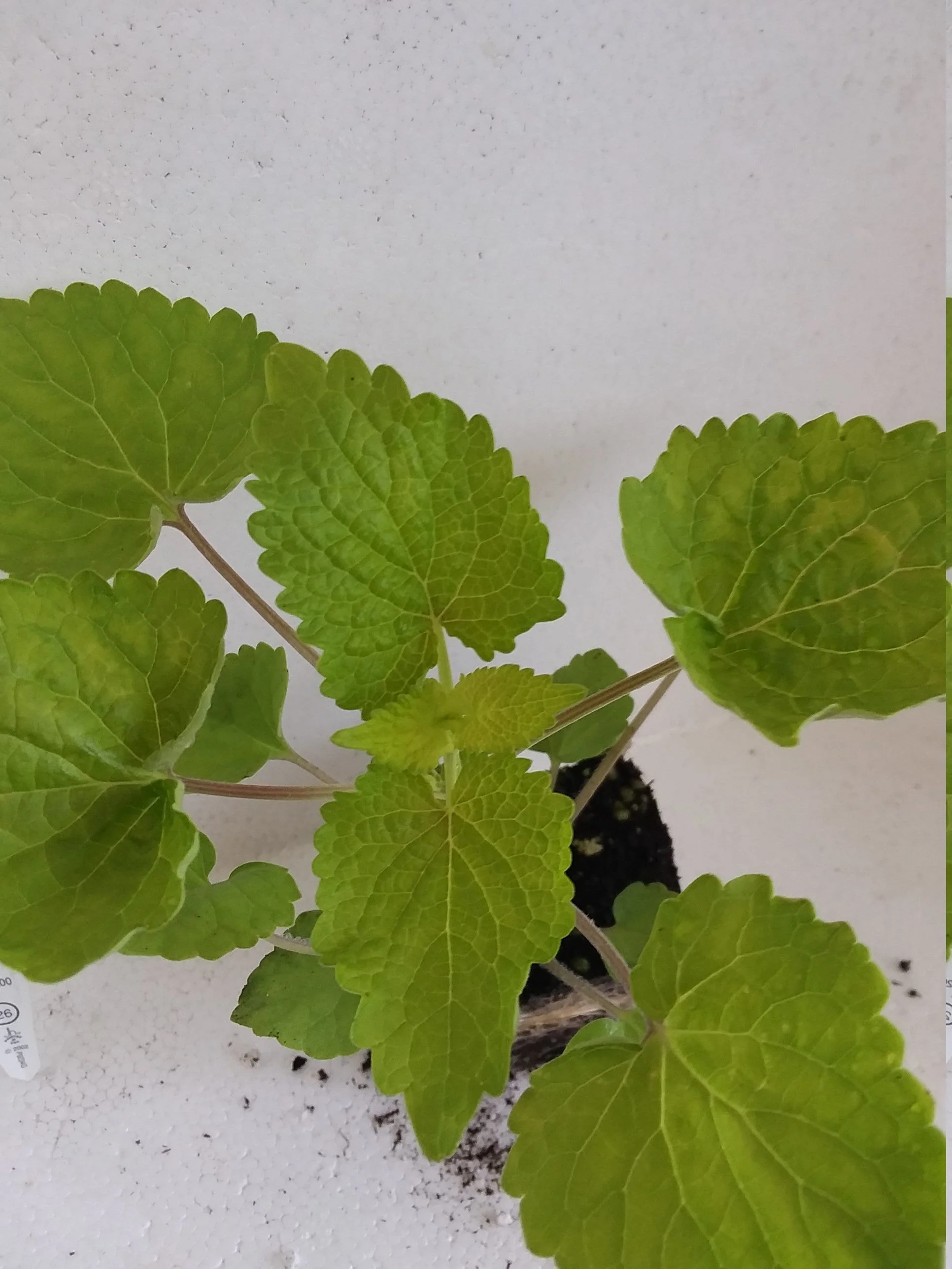 Agastache Golden Jubilee - Image 2