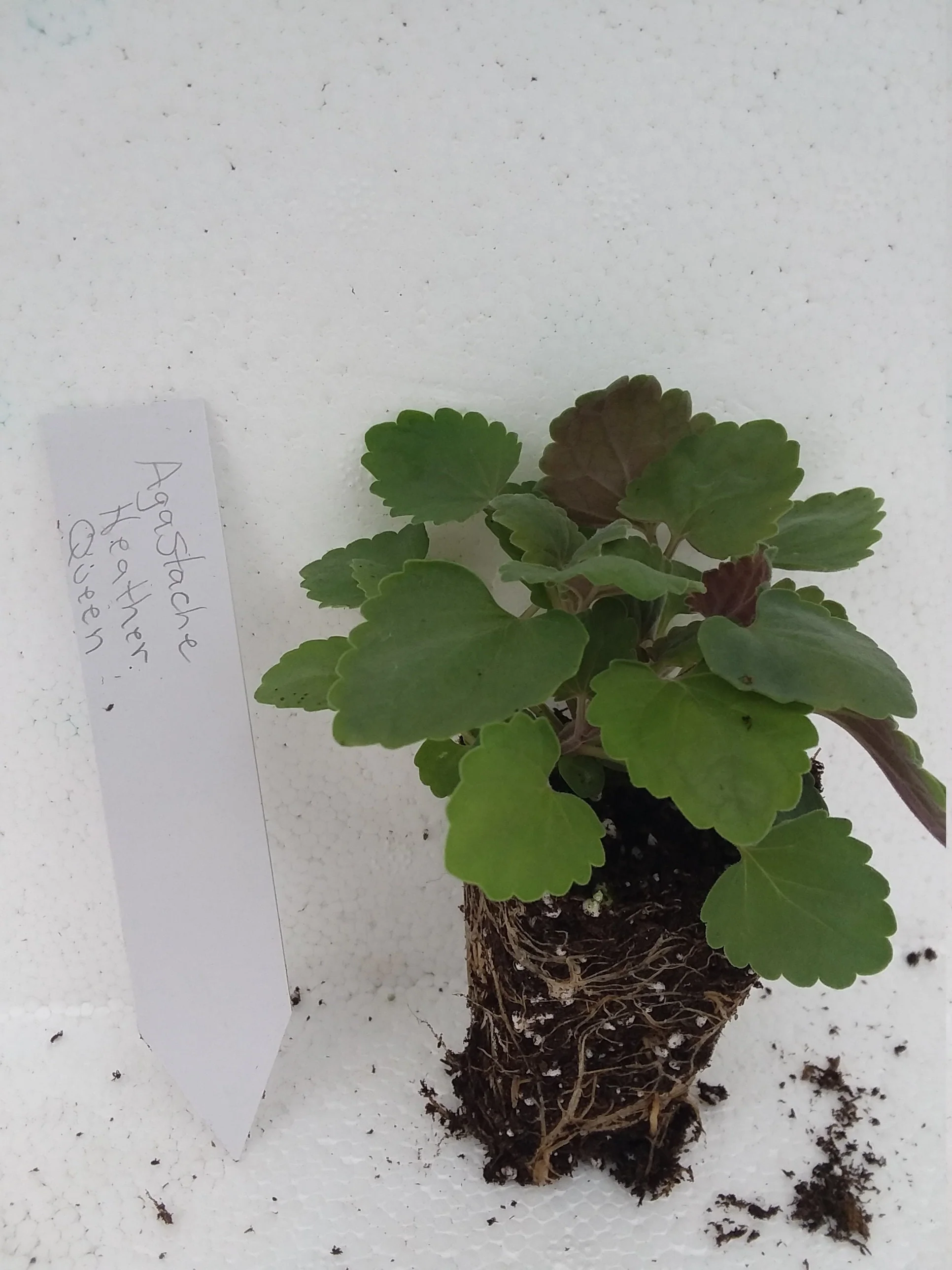 Agastache heather Queen