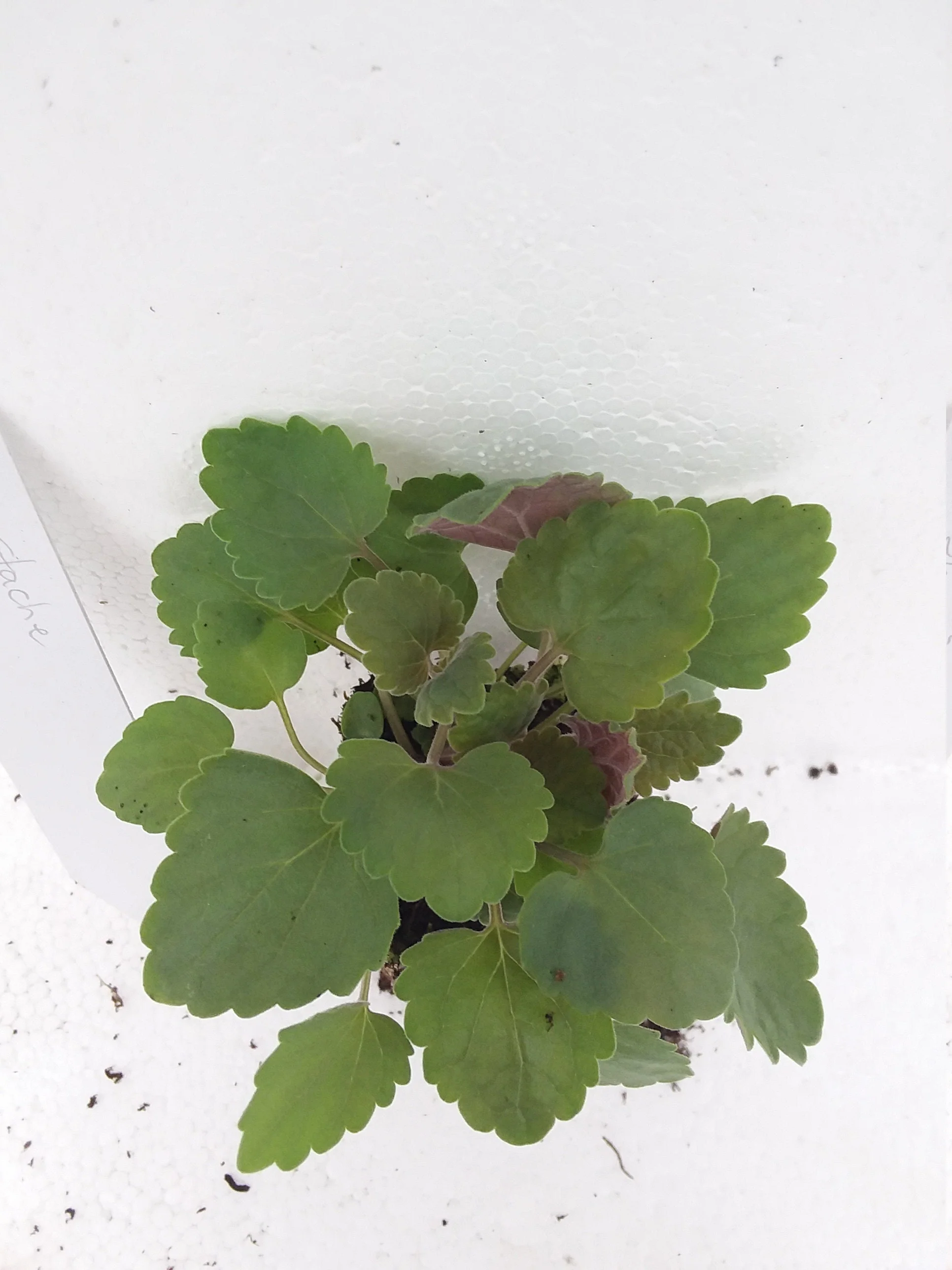 Agastache heather Queen - Image 2