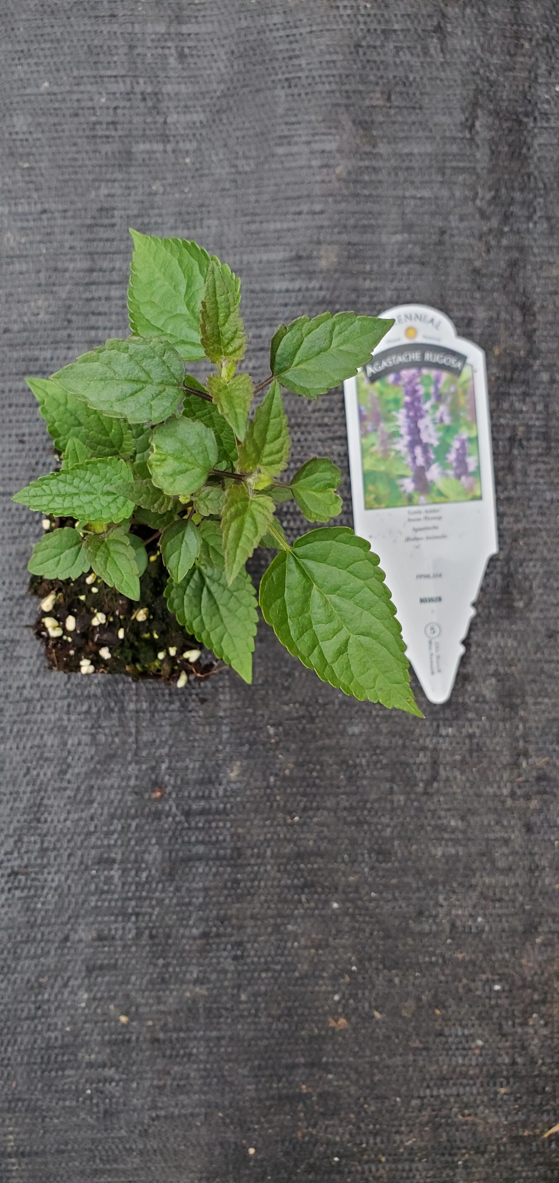 Agastache Little Adder