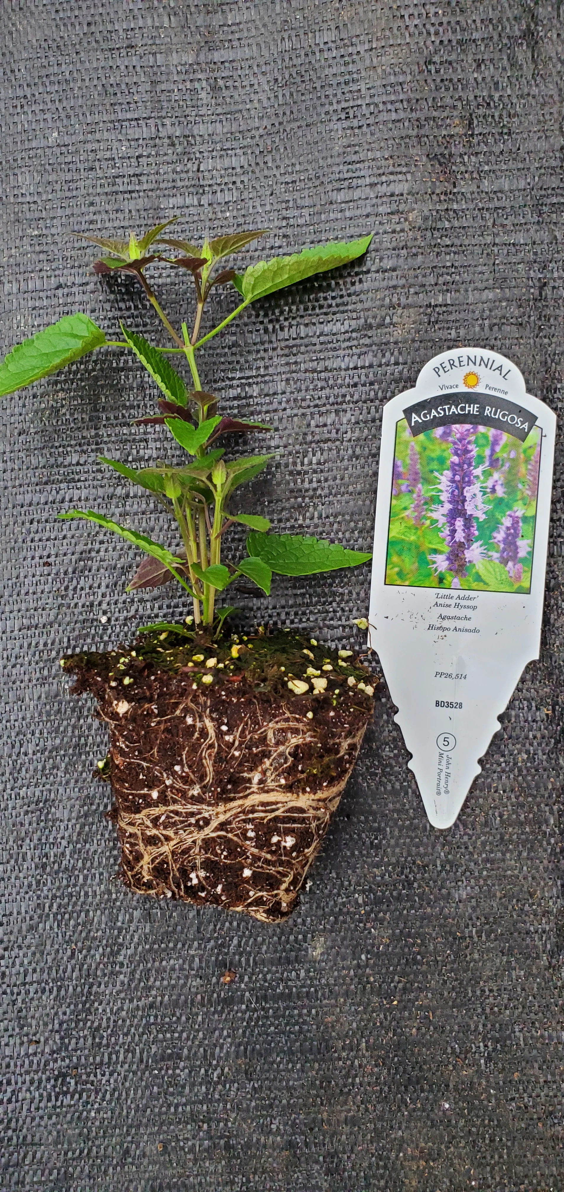 Agastache Little Adder - Image 2