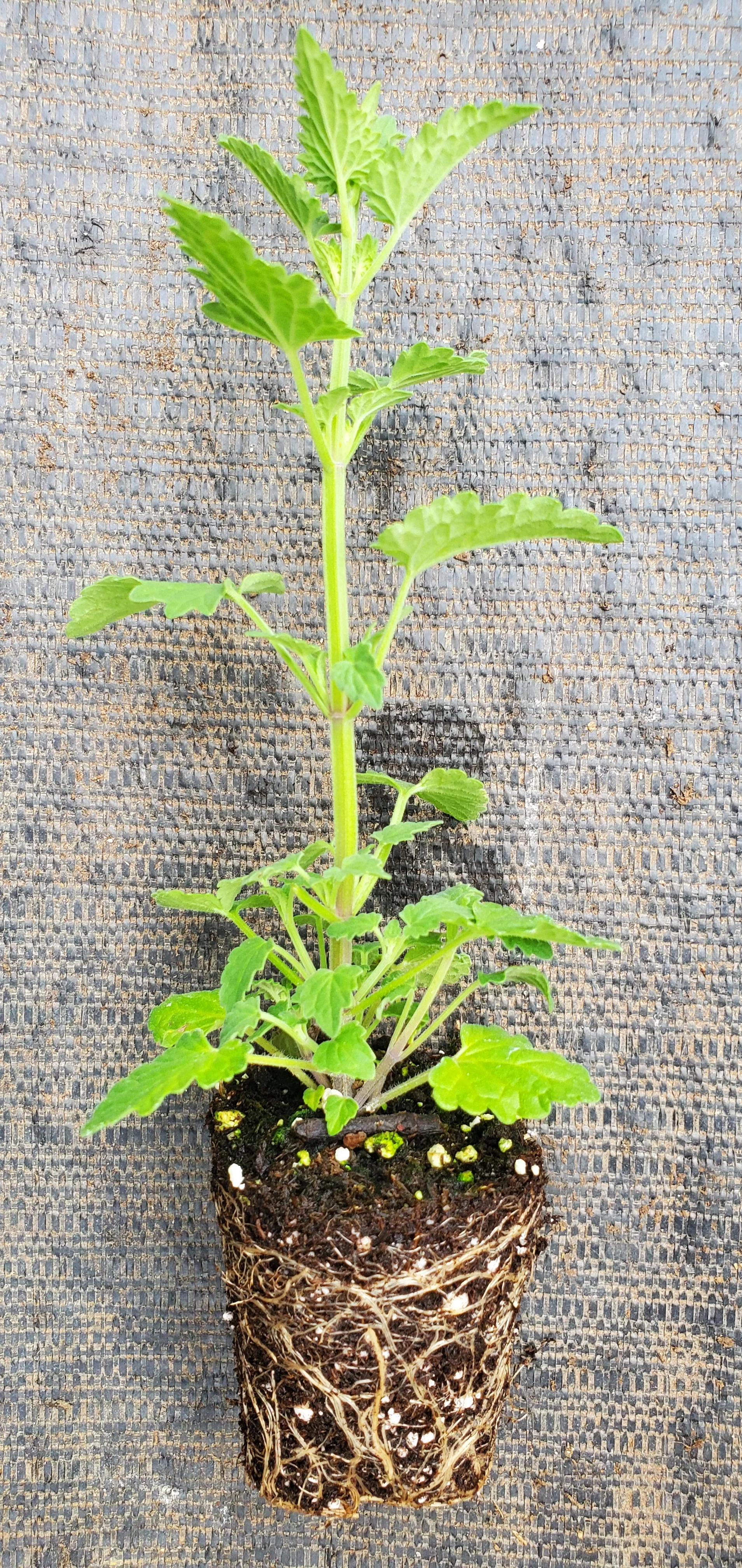 Agastache Pallidiflora New Mexico Giant Hyssop - Image 2