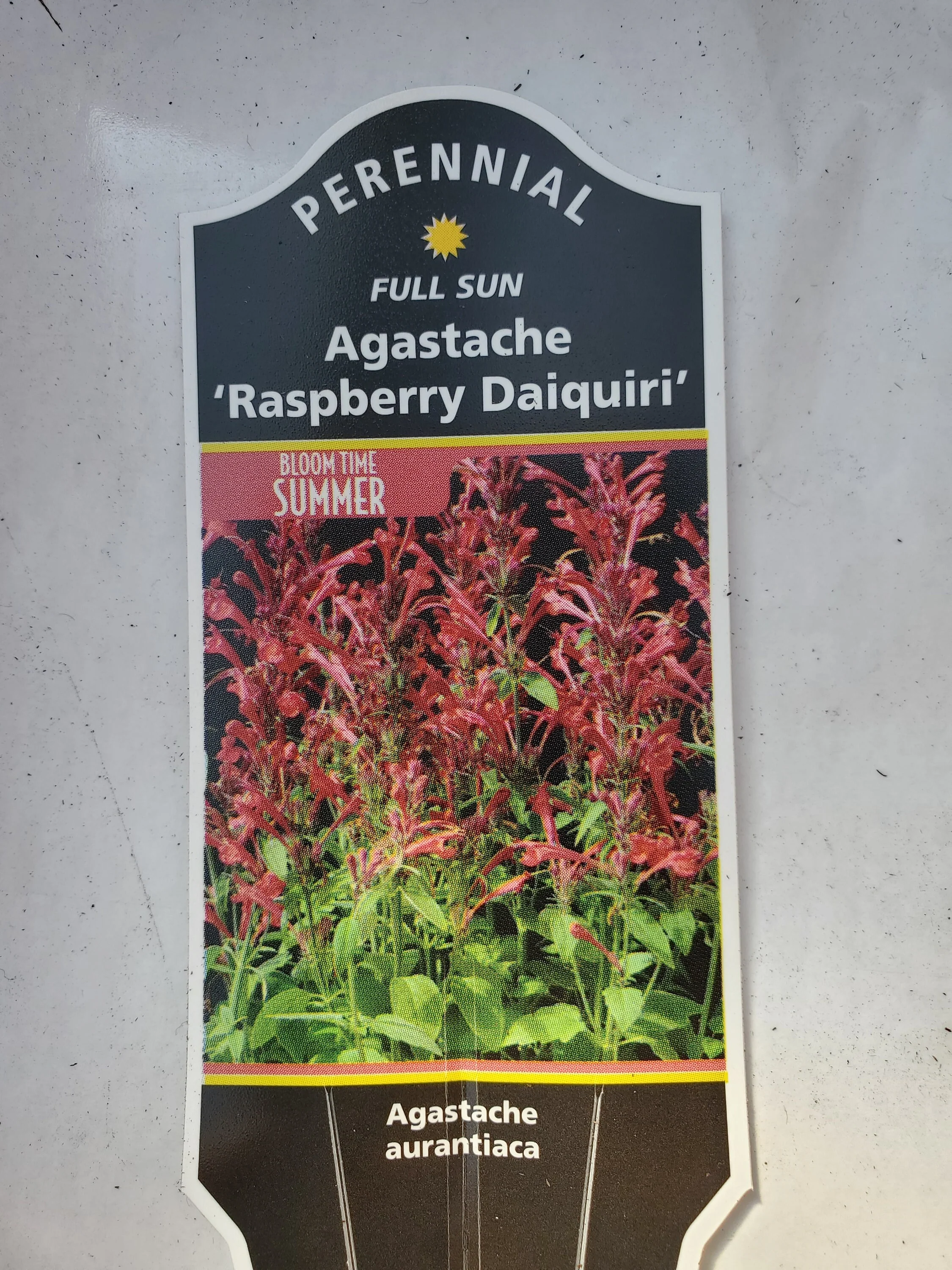 Agastache Party Mixers Raspberry Daiquiri - Image 3
