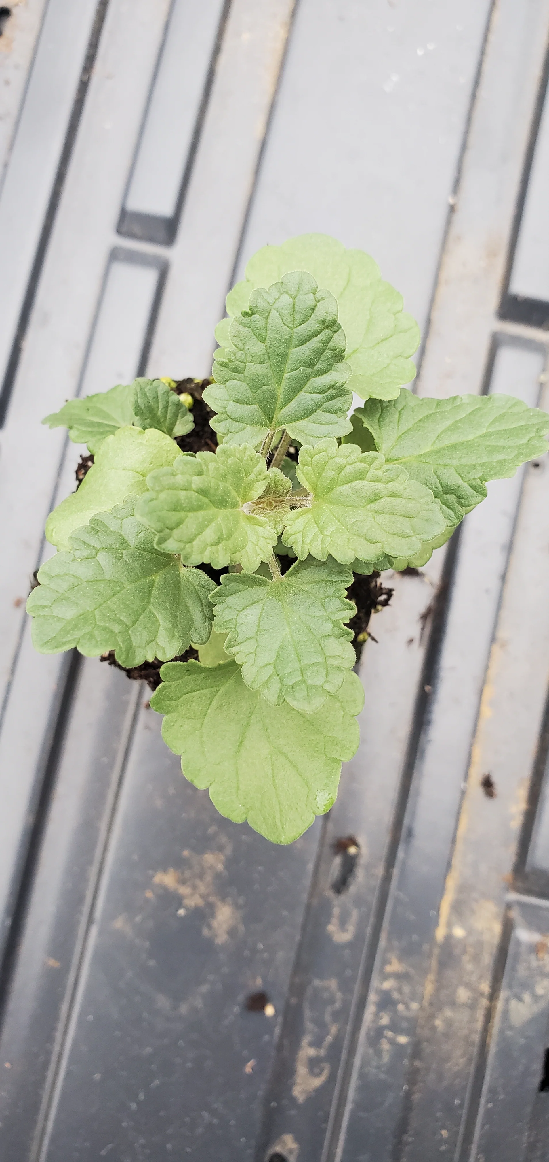 Agastache Pink Pop