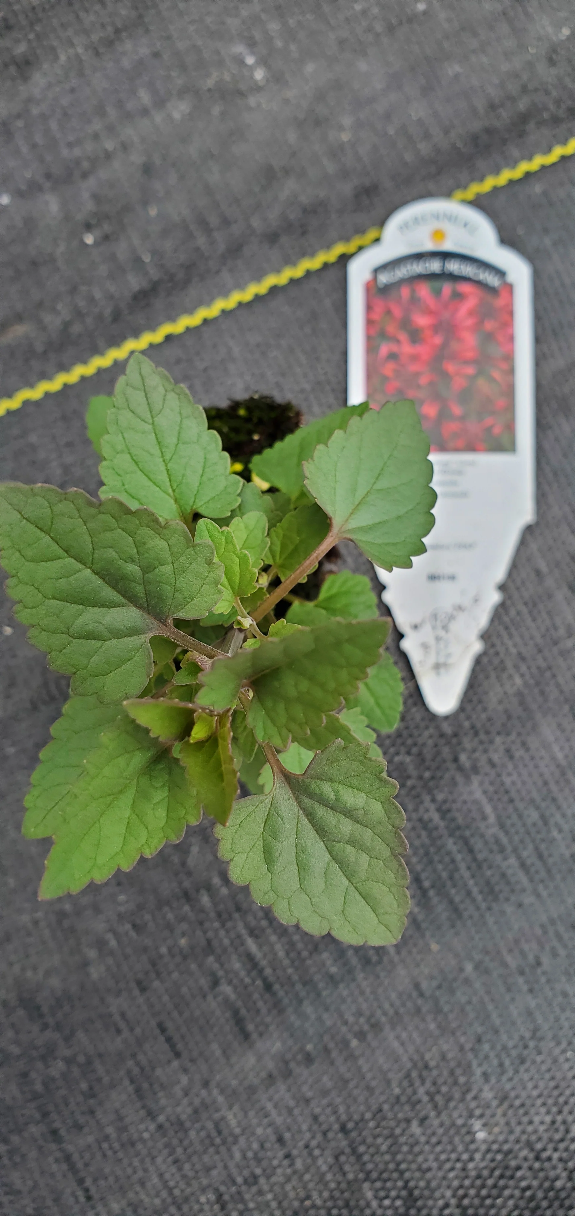 Agastache Summerlong Coral