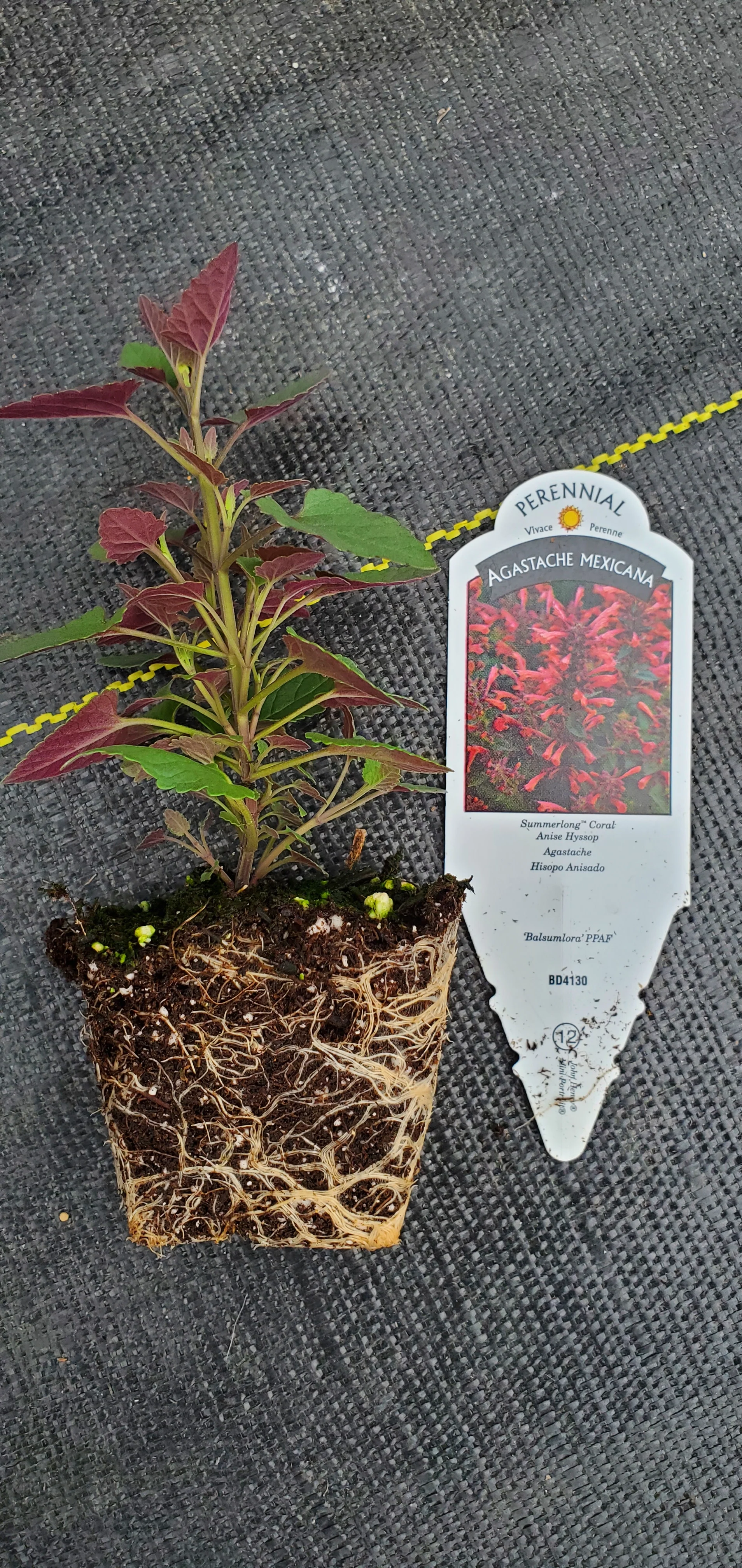 Agastache Summerlong Coral - Image 2