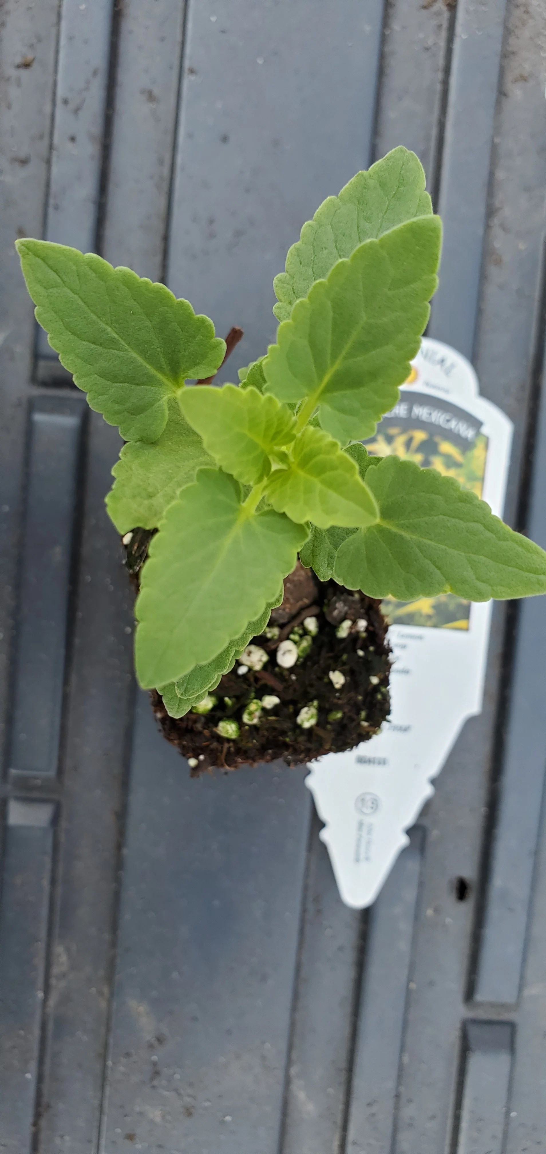 Agastache Summerlong Lemon