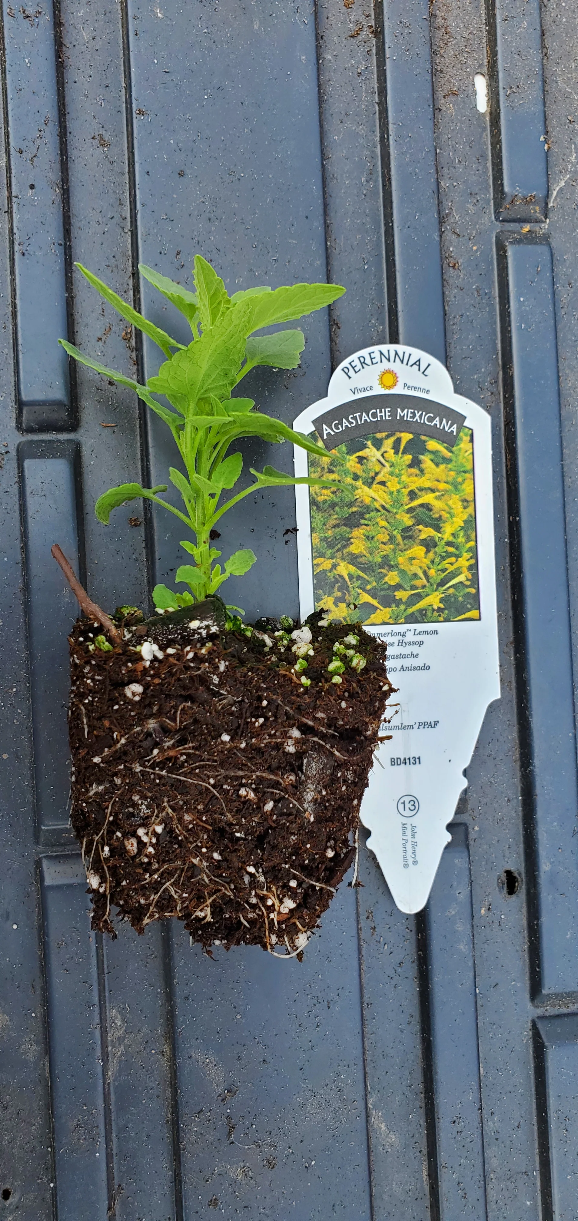 Agastache Summerlong Lemon - Image 2