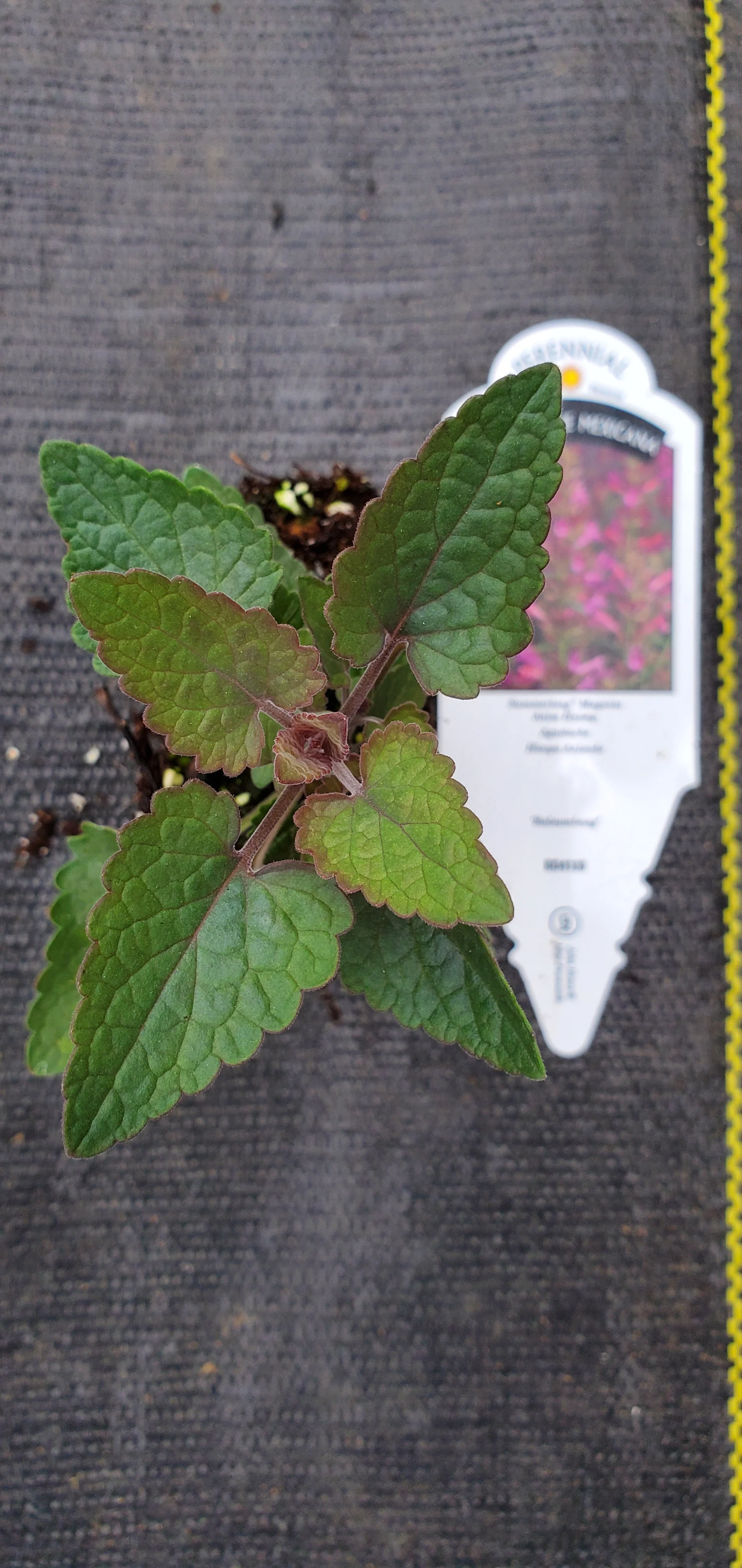 Agastache Summerlong Magenta
