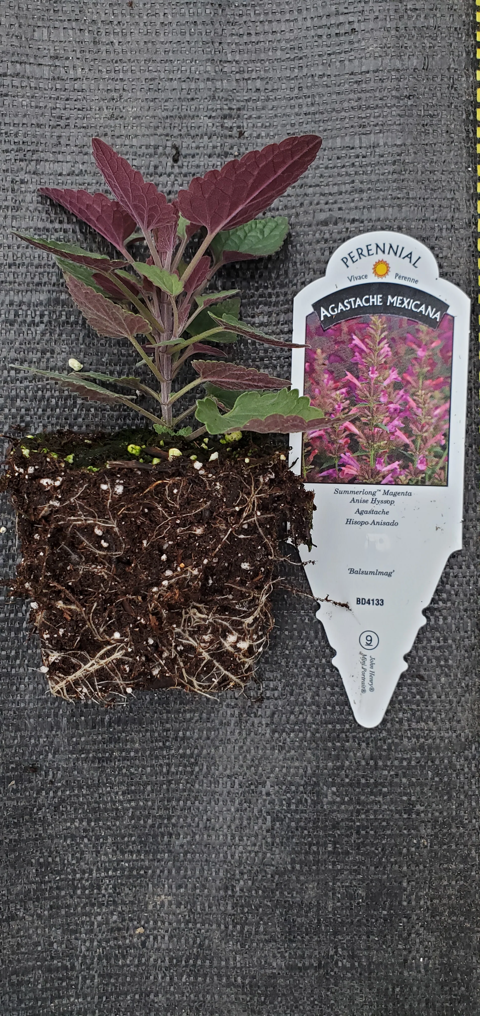 Agastache Summerlong Magenta - Image 2