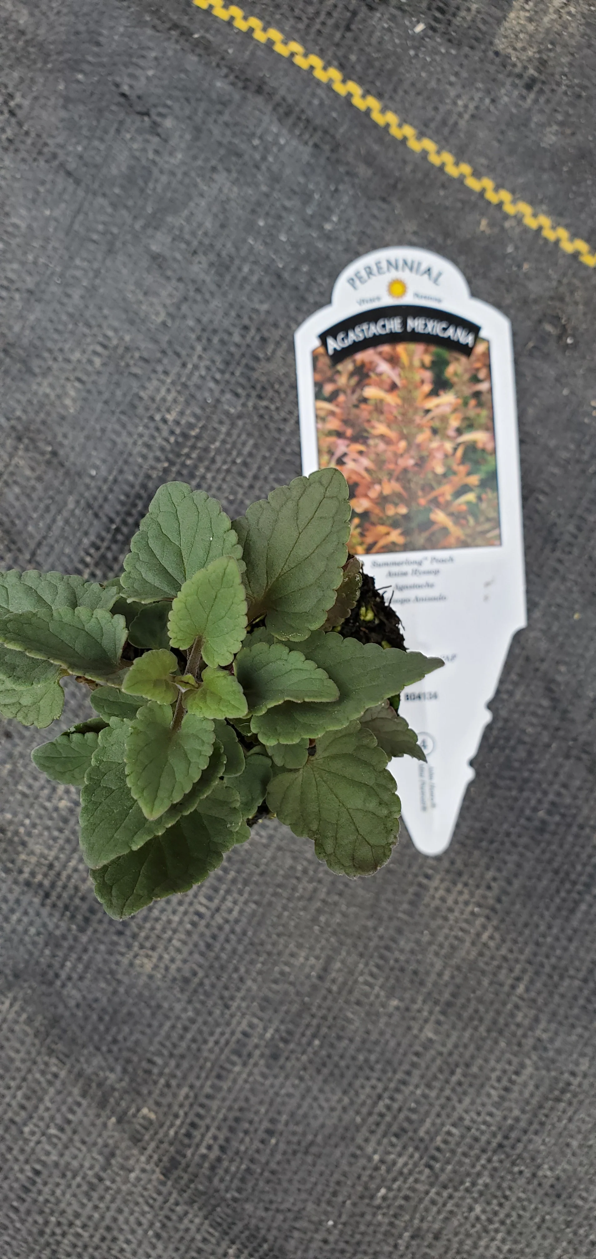 Agastache Summerlong Peach