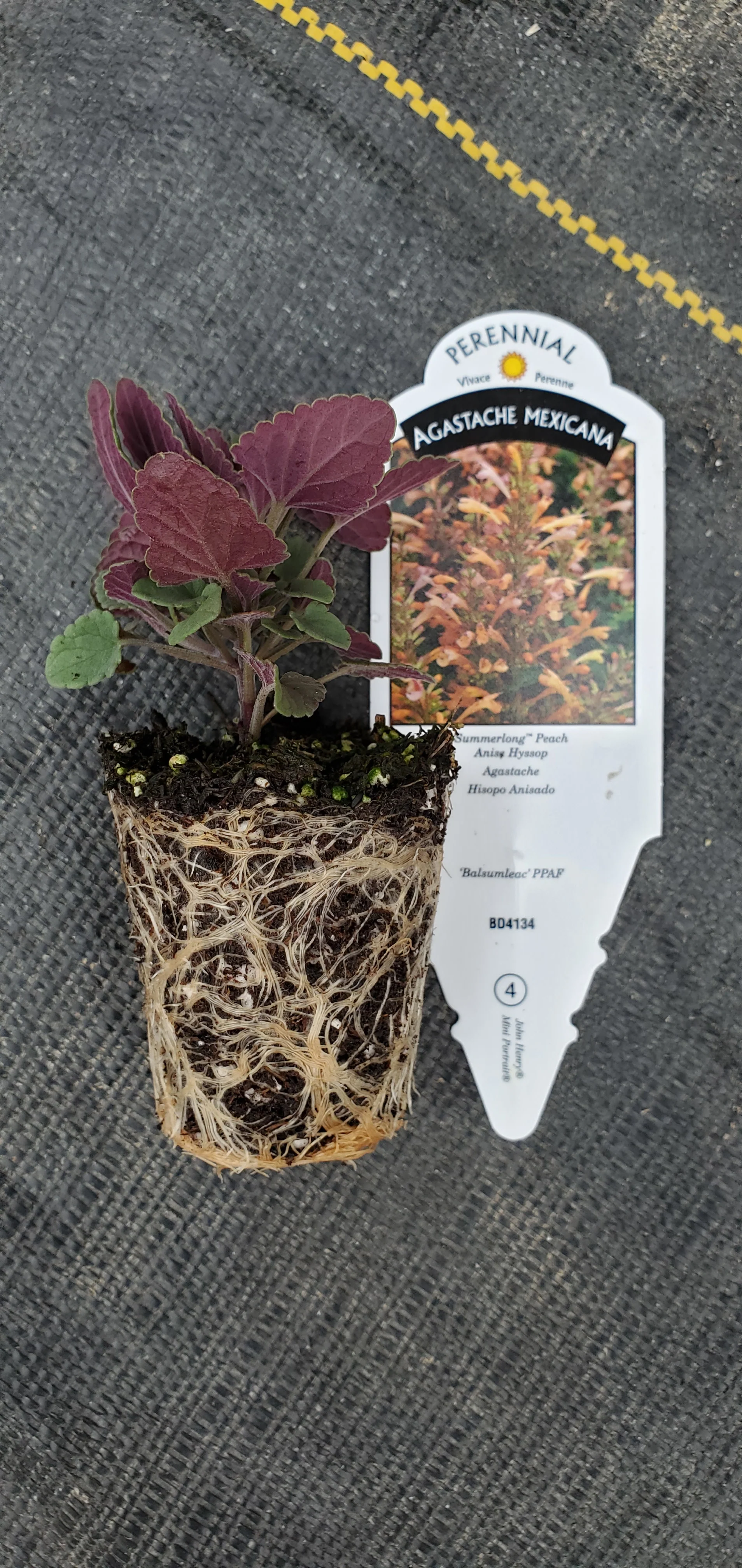 Agastache Summerlong Peach - Image 2