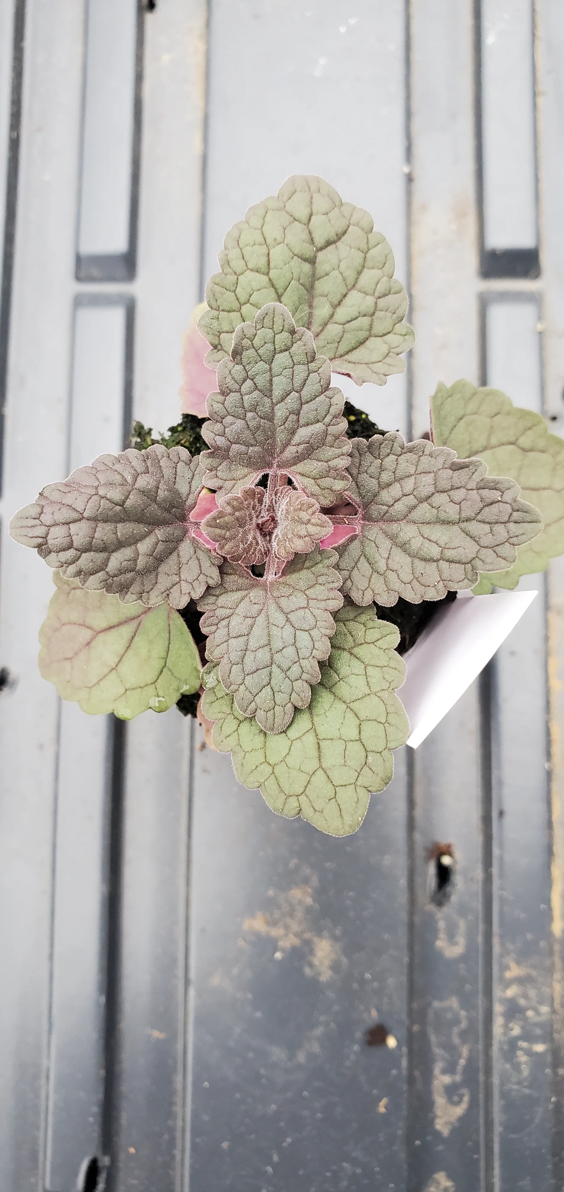 Agastache Zuni