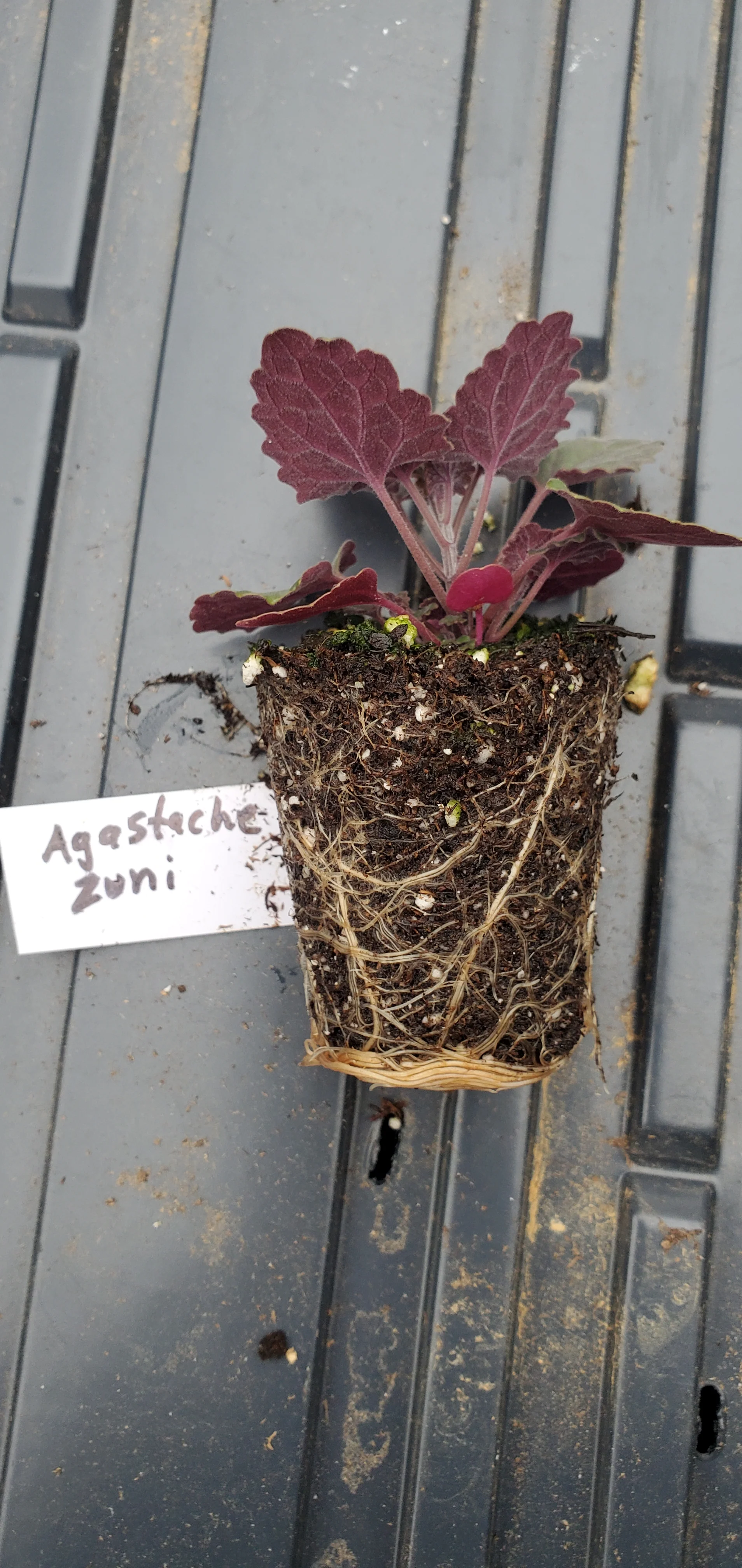 Agastache Zuni - Image 2
