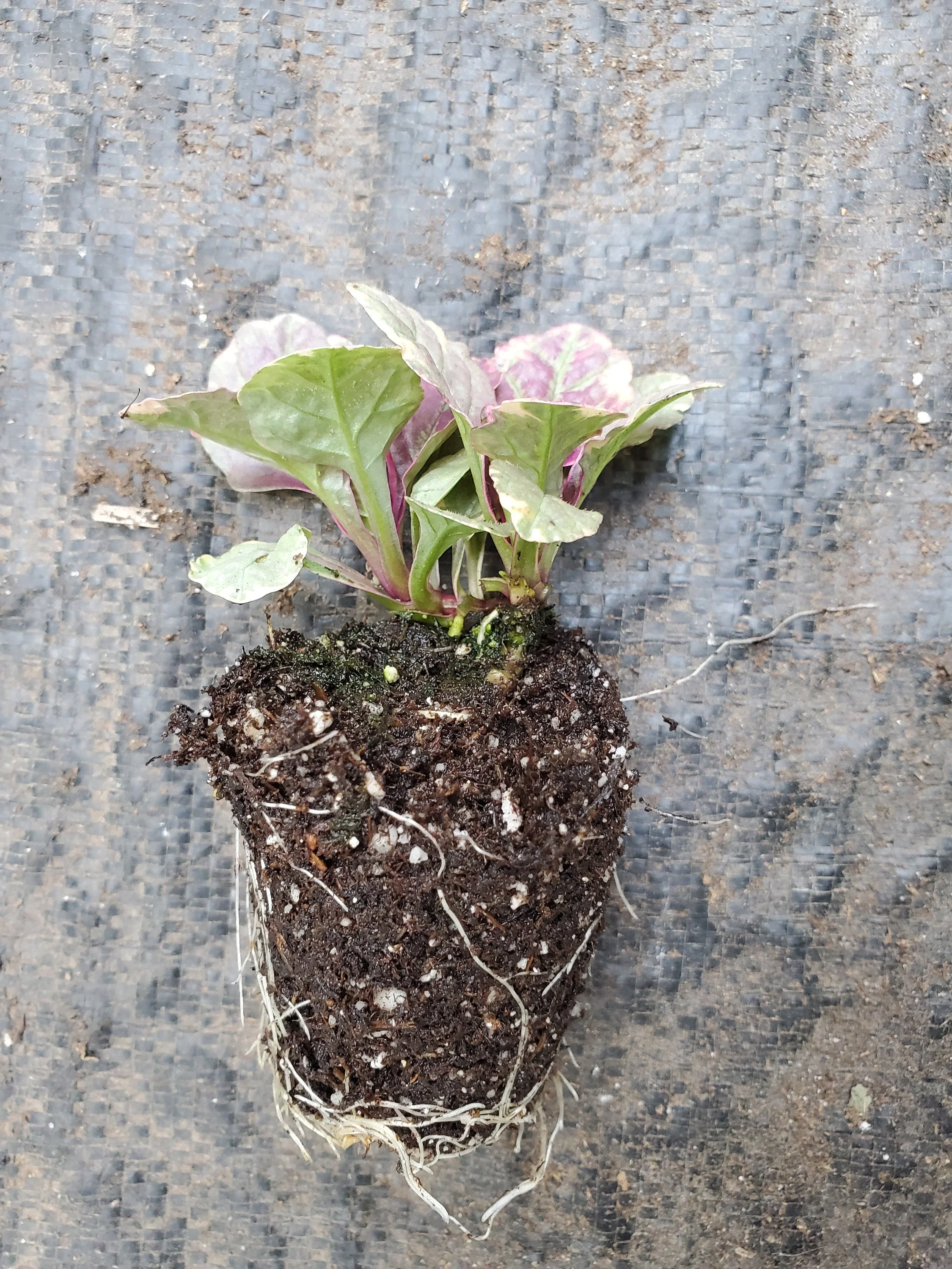 Ajuga Burgundy Glow - Image 2