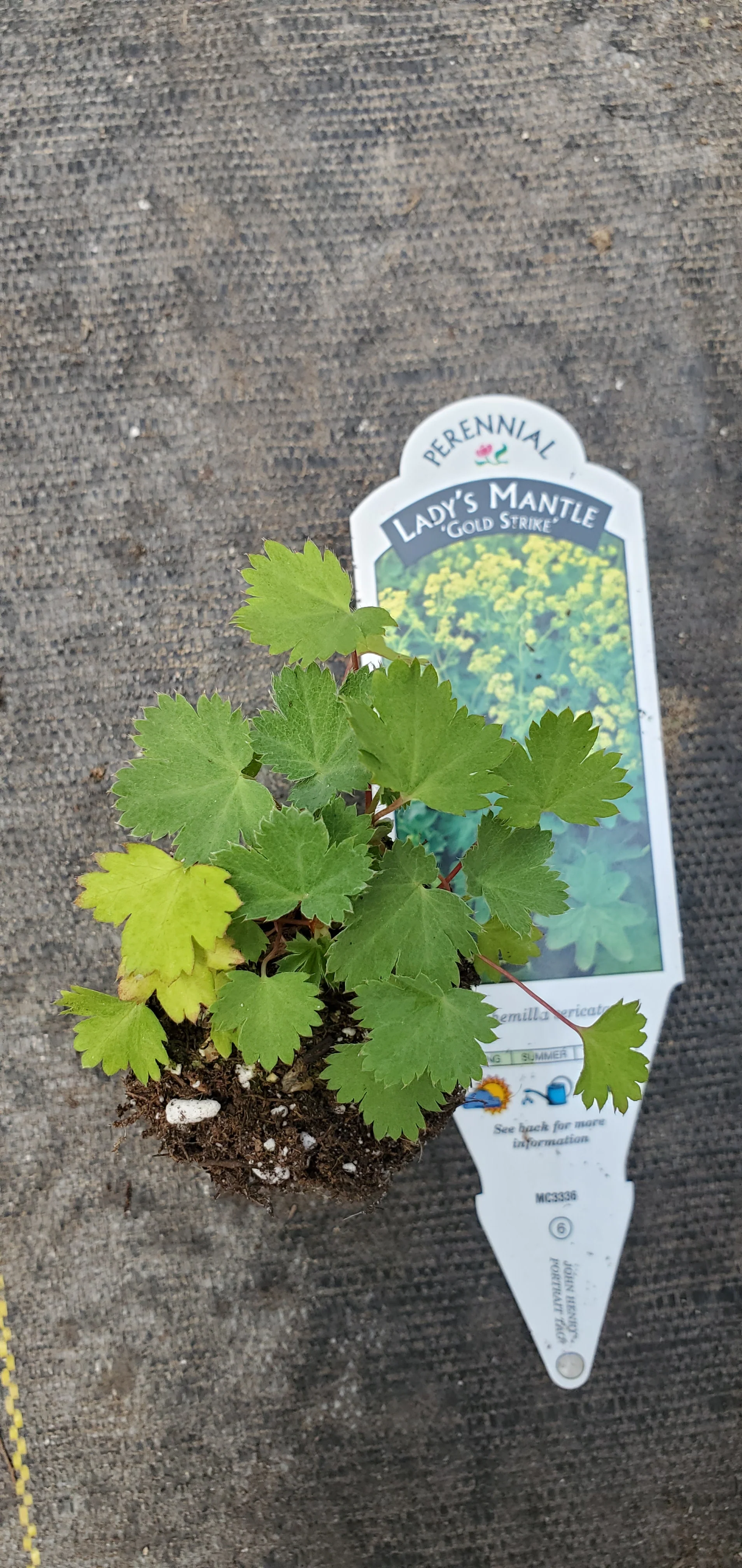 Alchemilla Gold Strike
