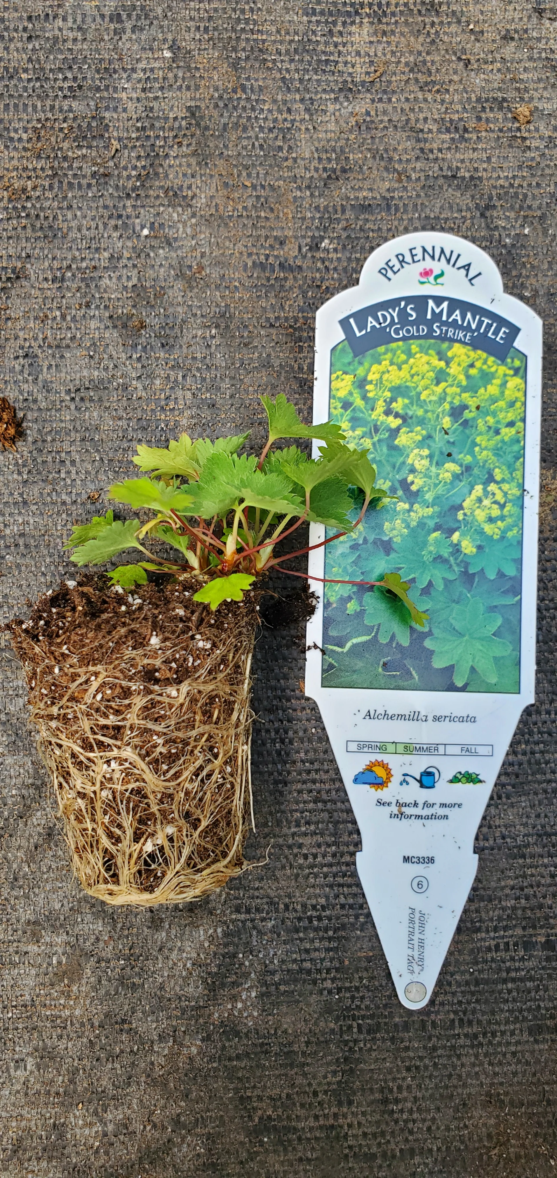 Alchemilla Gold Strike - Image 2