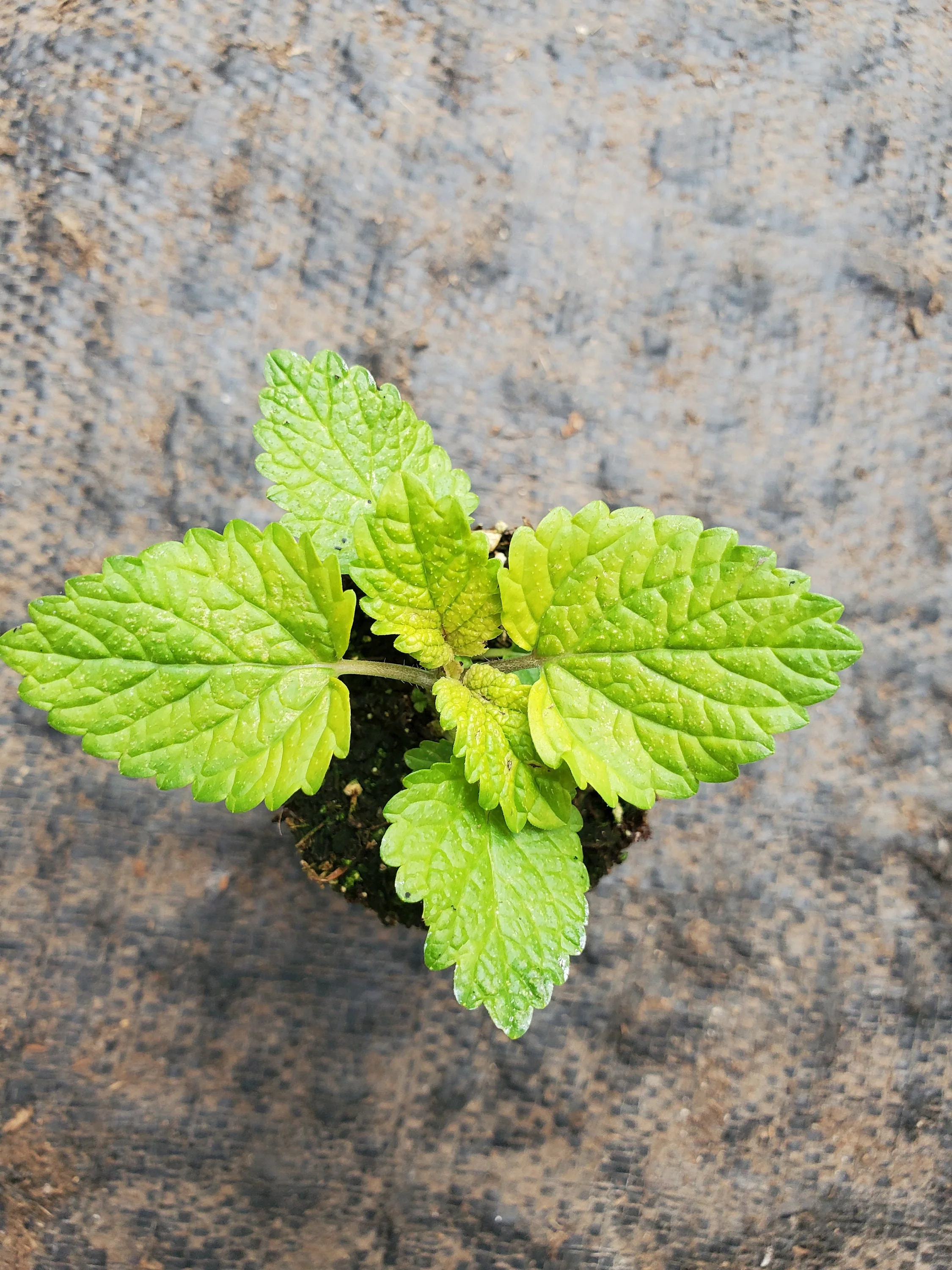 All Gold Lemon Balm