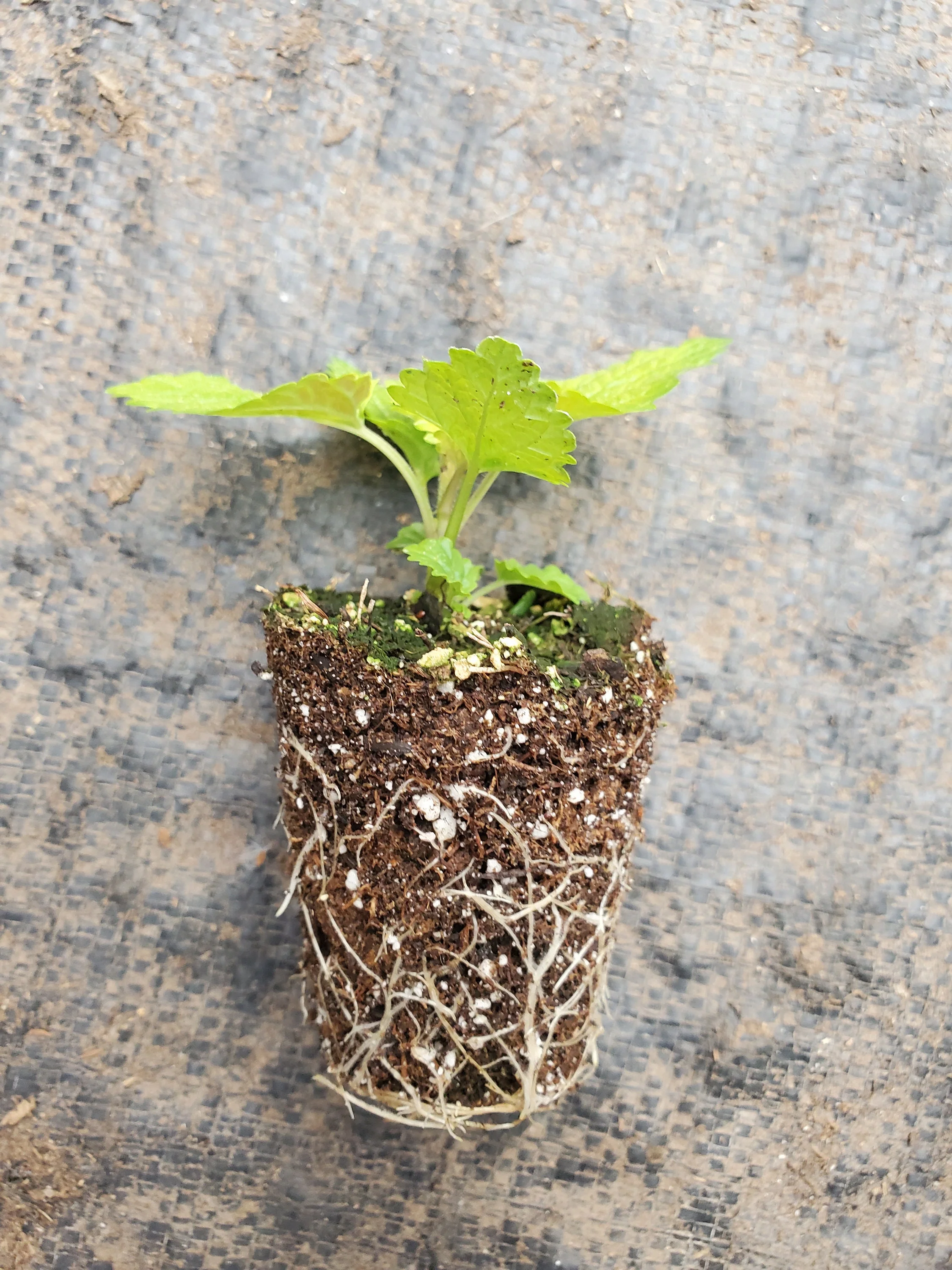 All Gold Lemon Balm - Image 2