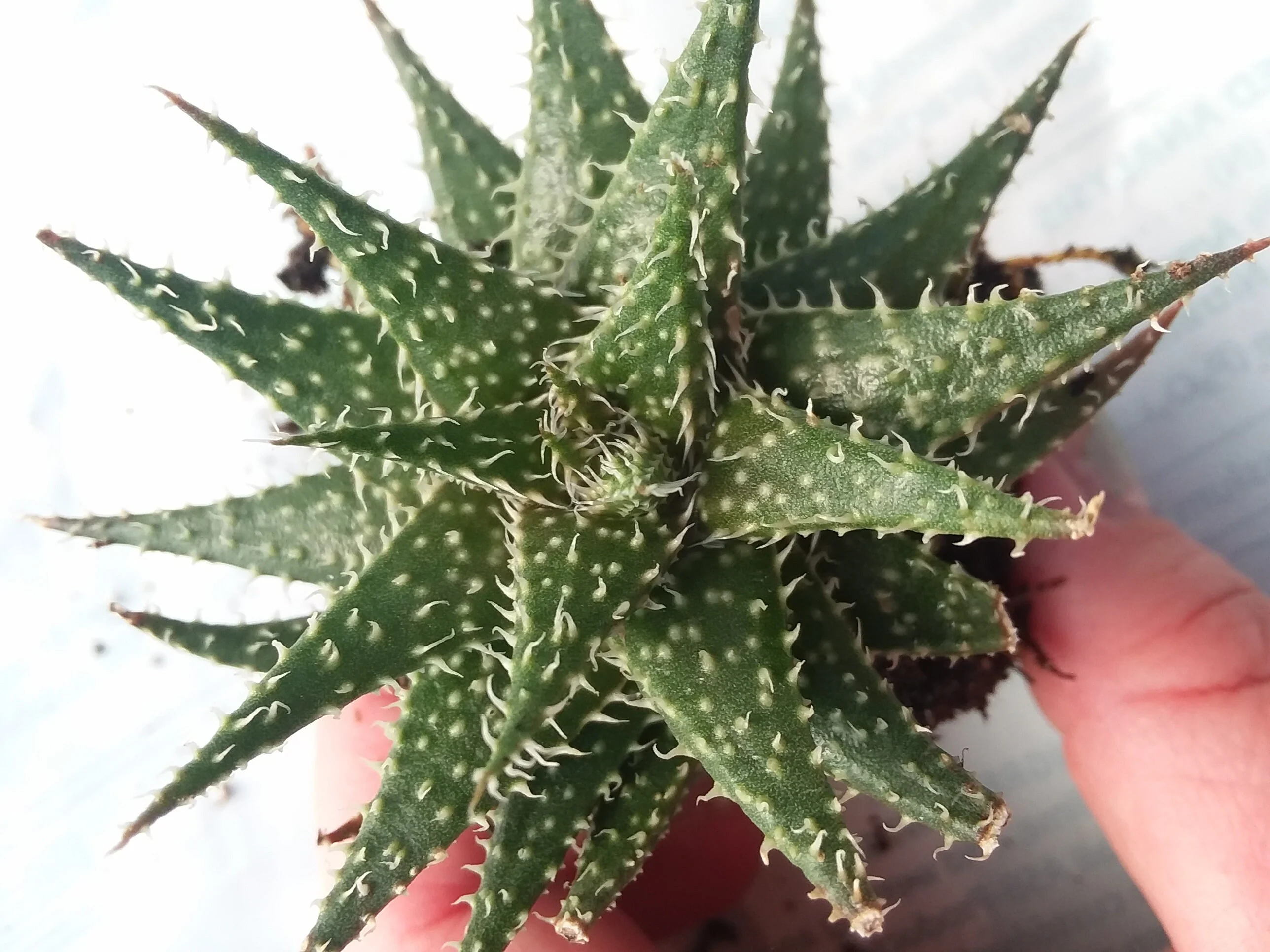 Aloe Pepe