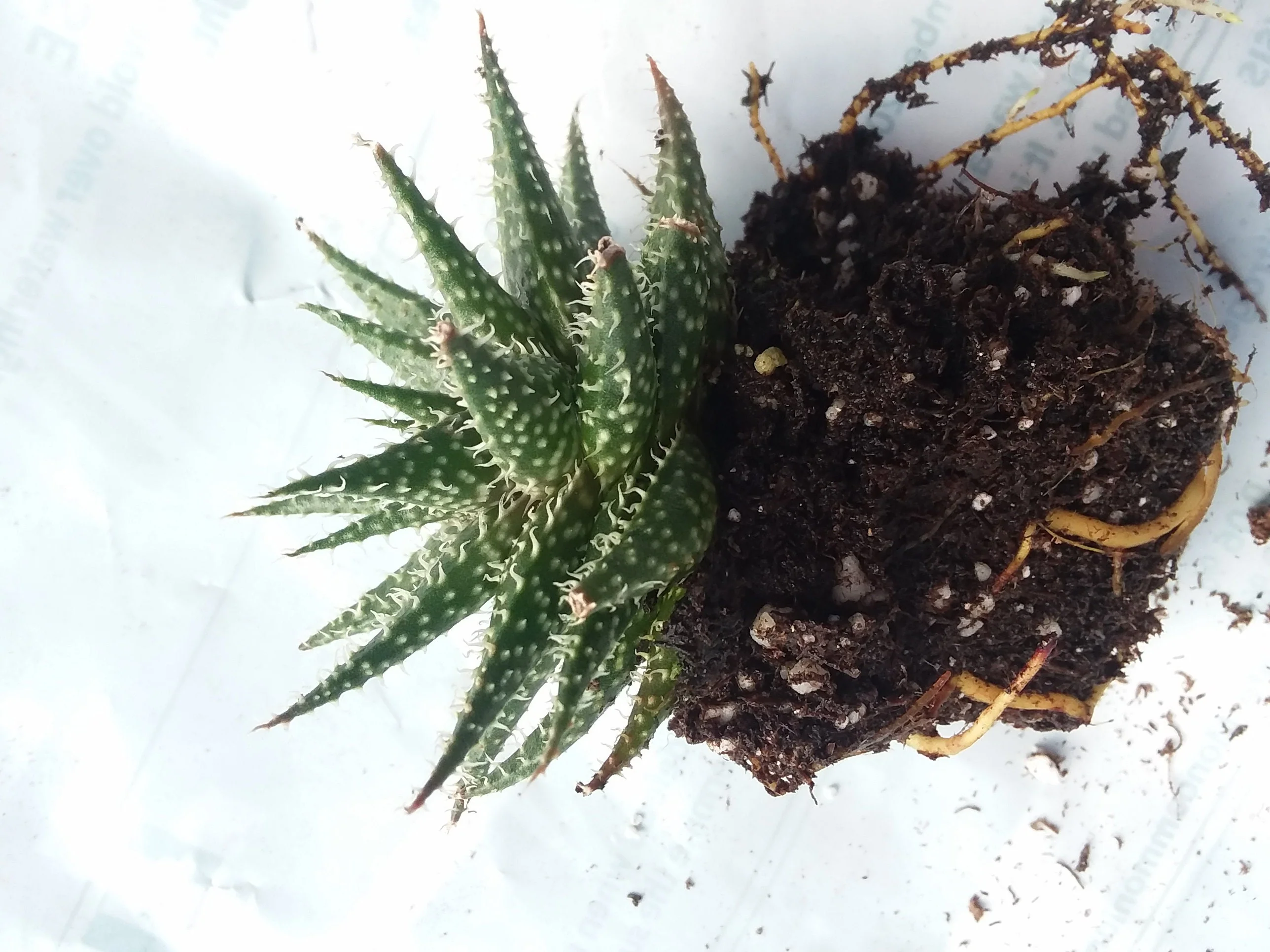 Aloe Pepe - Image 2