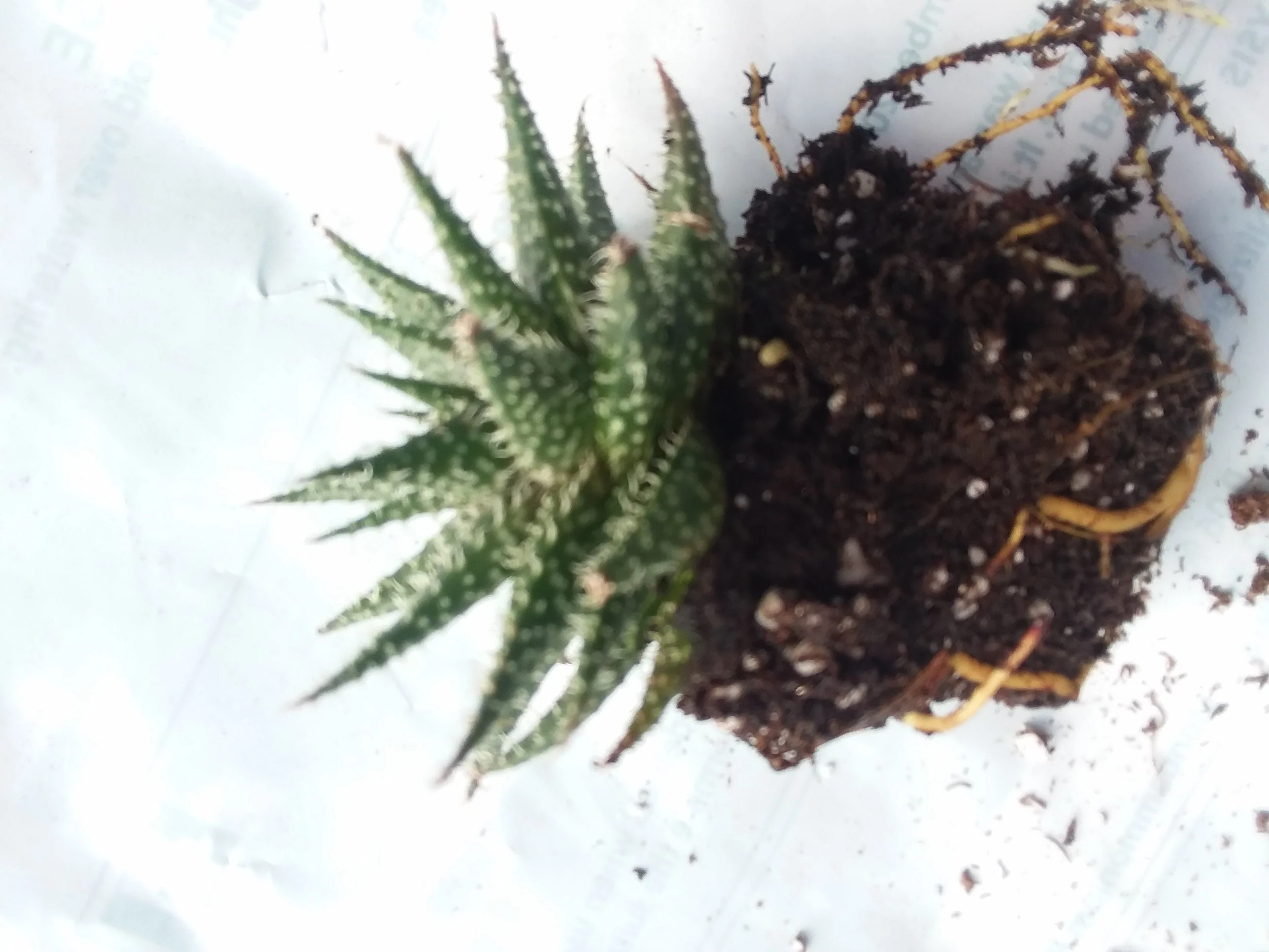 Aloe Pepe - Image 3