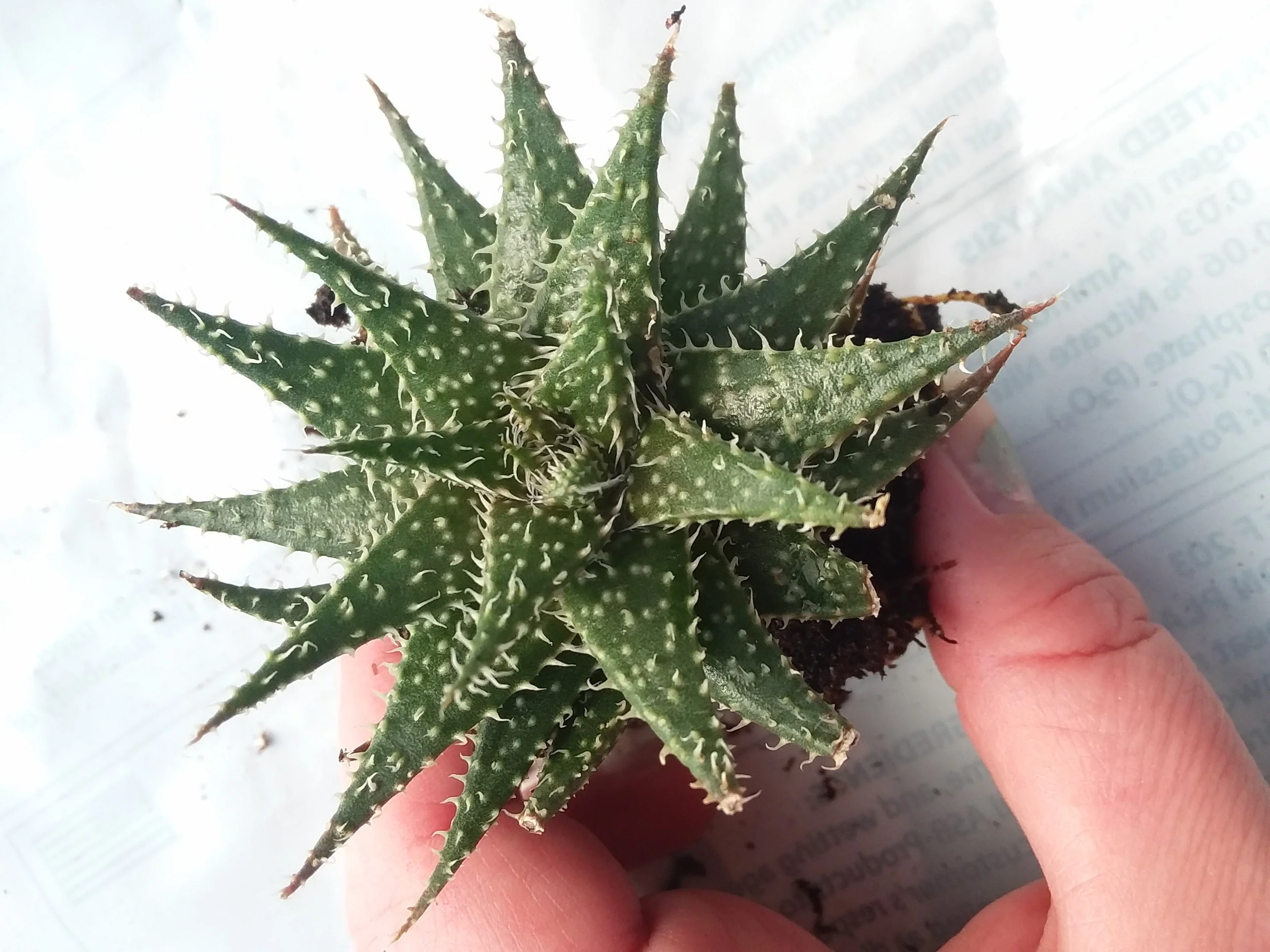 Aloe Pepe - Image 4