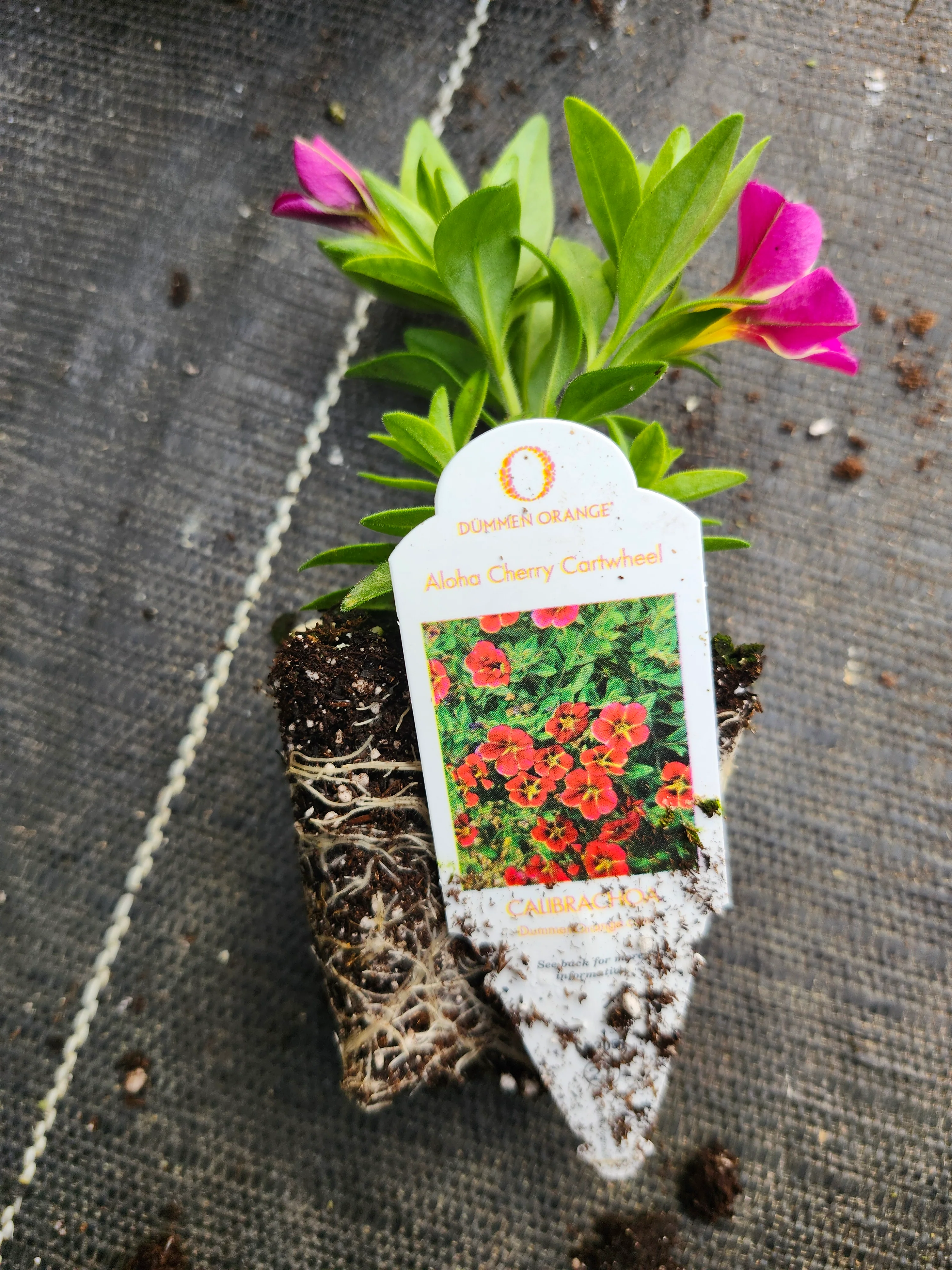 Aloha Cherry Cartwheel Calibrachoa Millionbells - Image 3