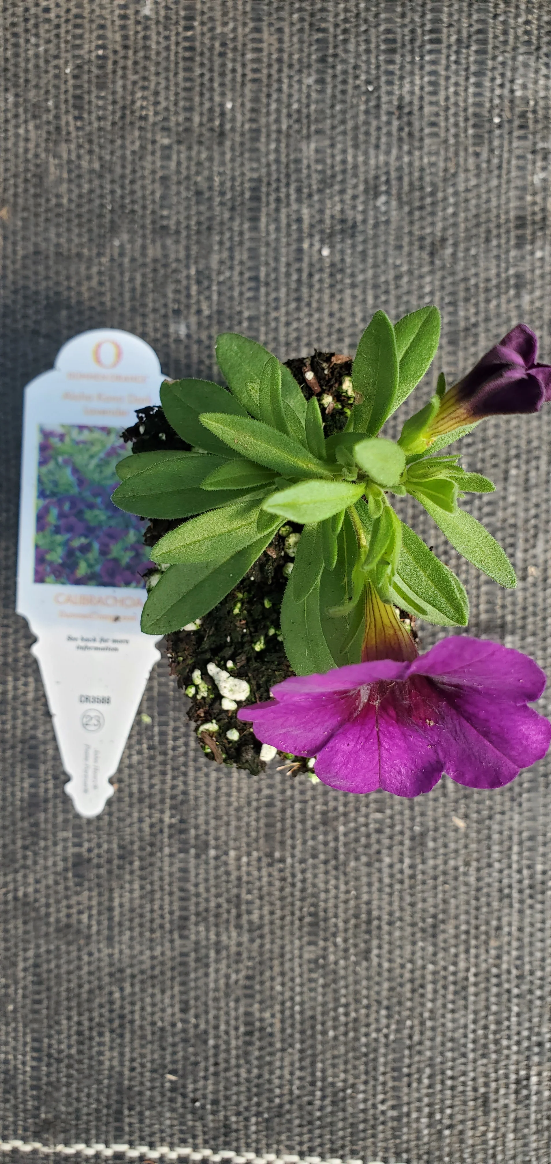 Aloha Kona Dark Lavender Calibrachoa - Image 2
