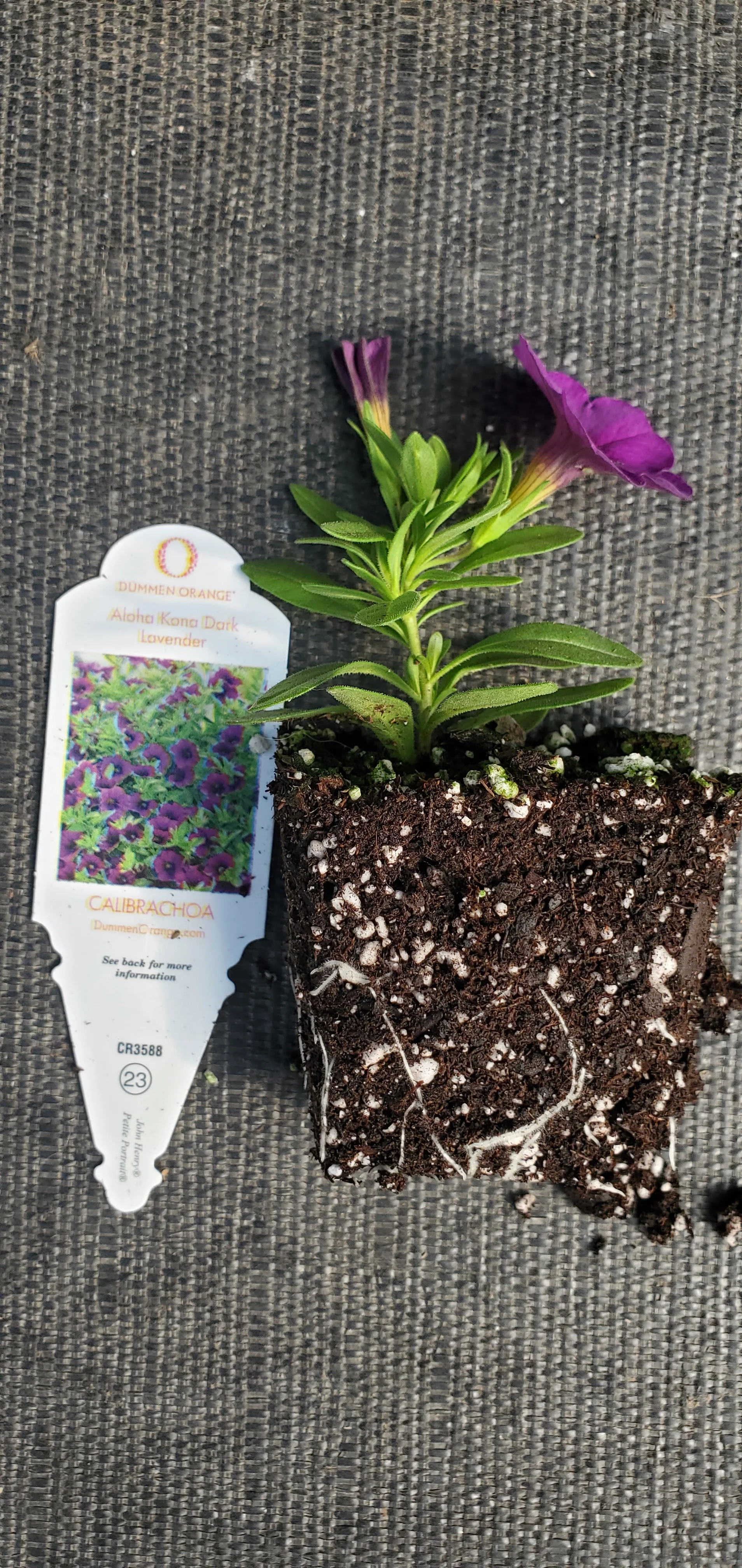Aloha Kona Dark Lavender Calibrachoa - Image 3