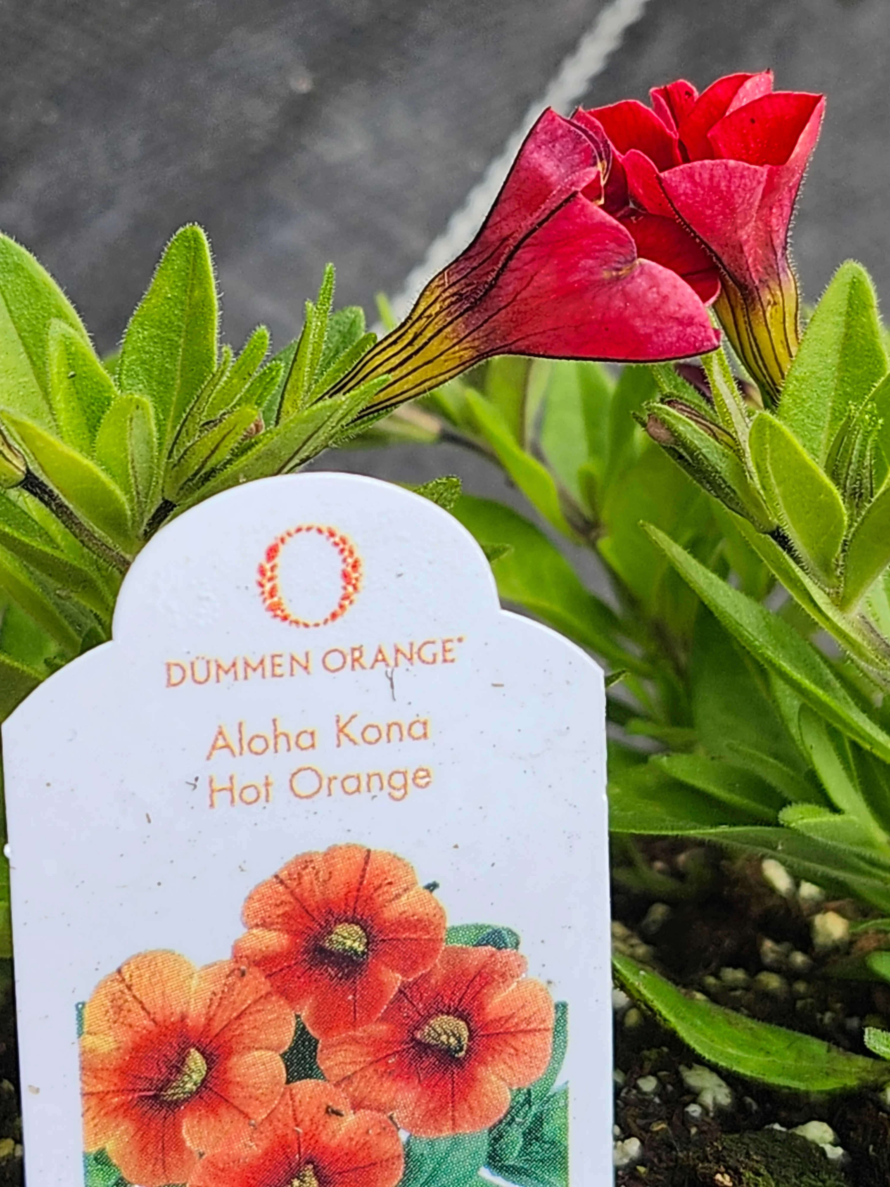 Aloha Kona Hot Orange Calibrachoa Millionbells - Image 3
