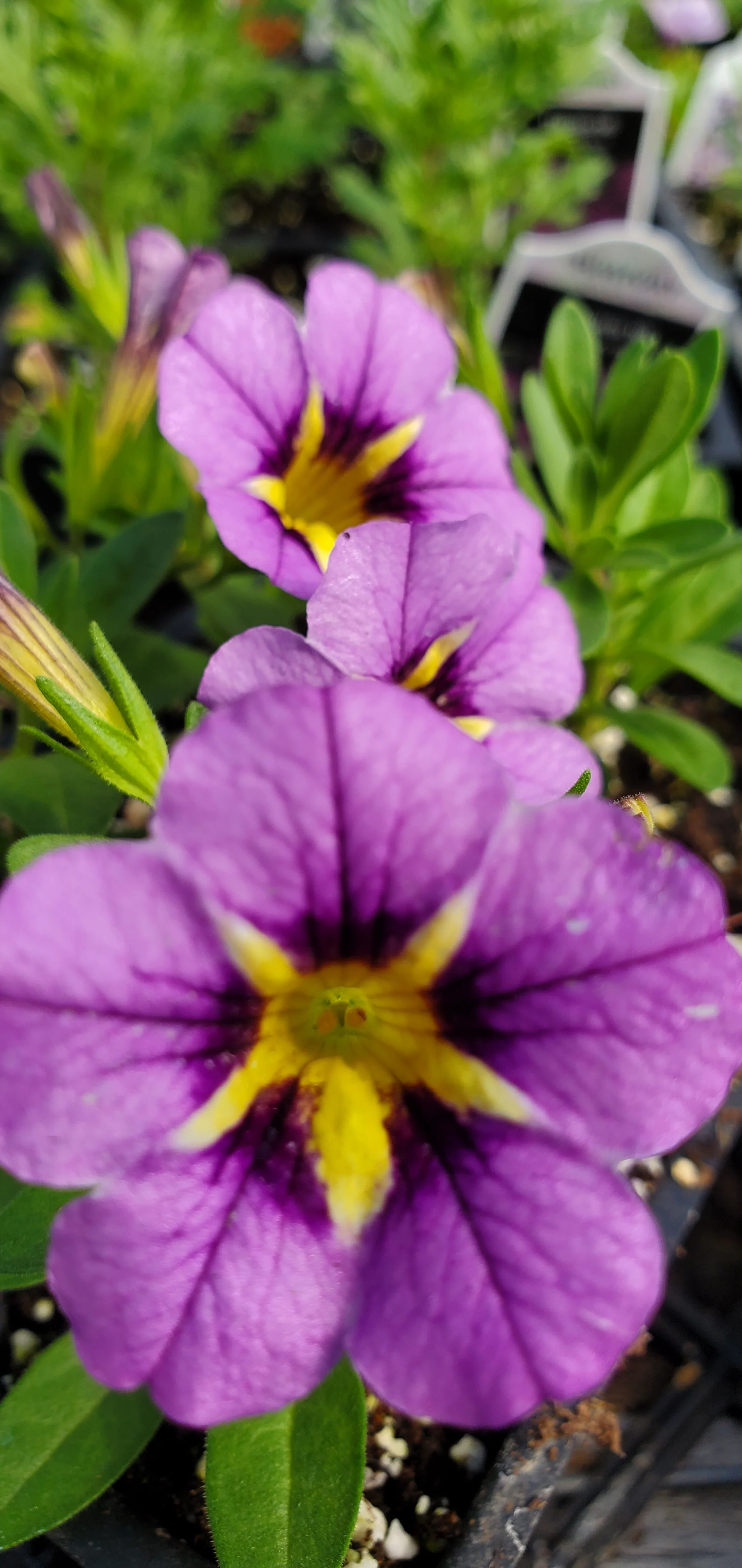 Aloha Kona Hula Blue Sky Calibrachoa